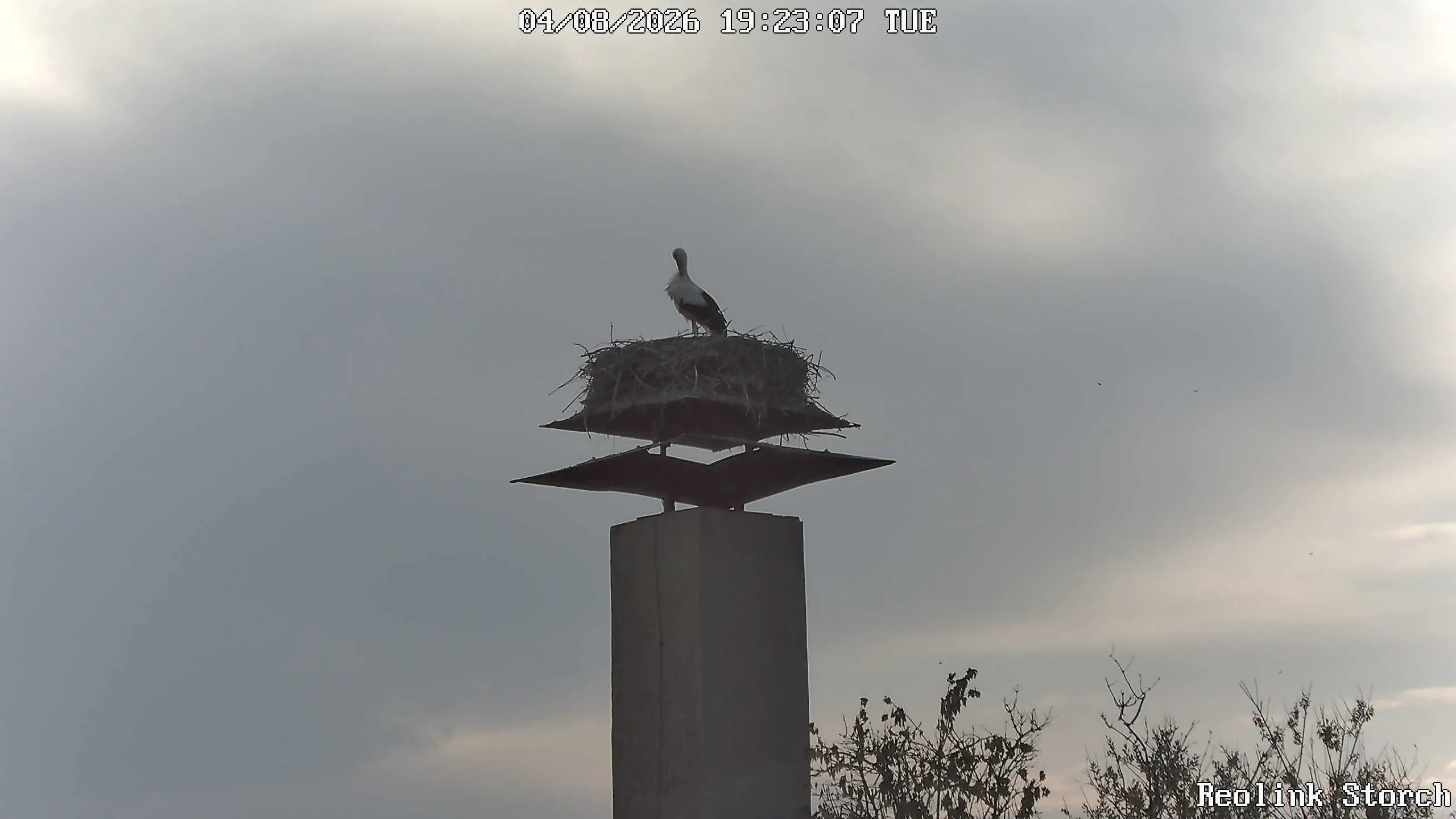 Storchencam Bild