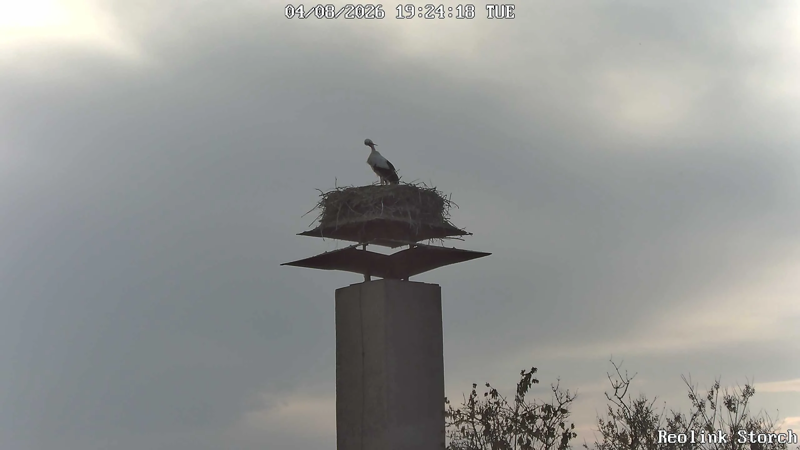Storchencam Bild