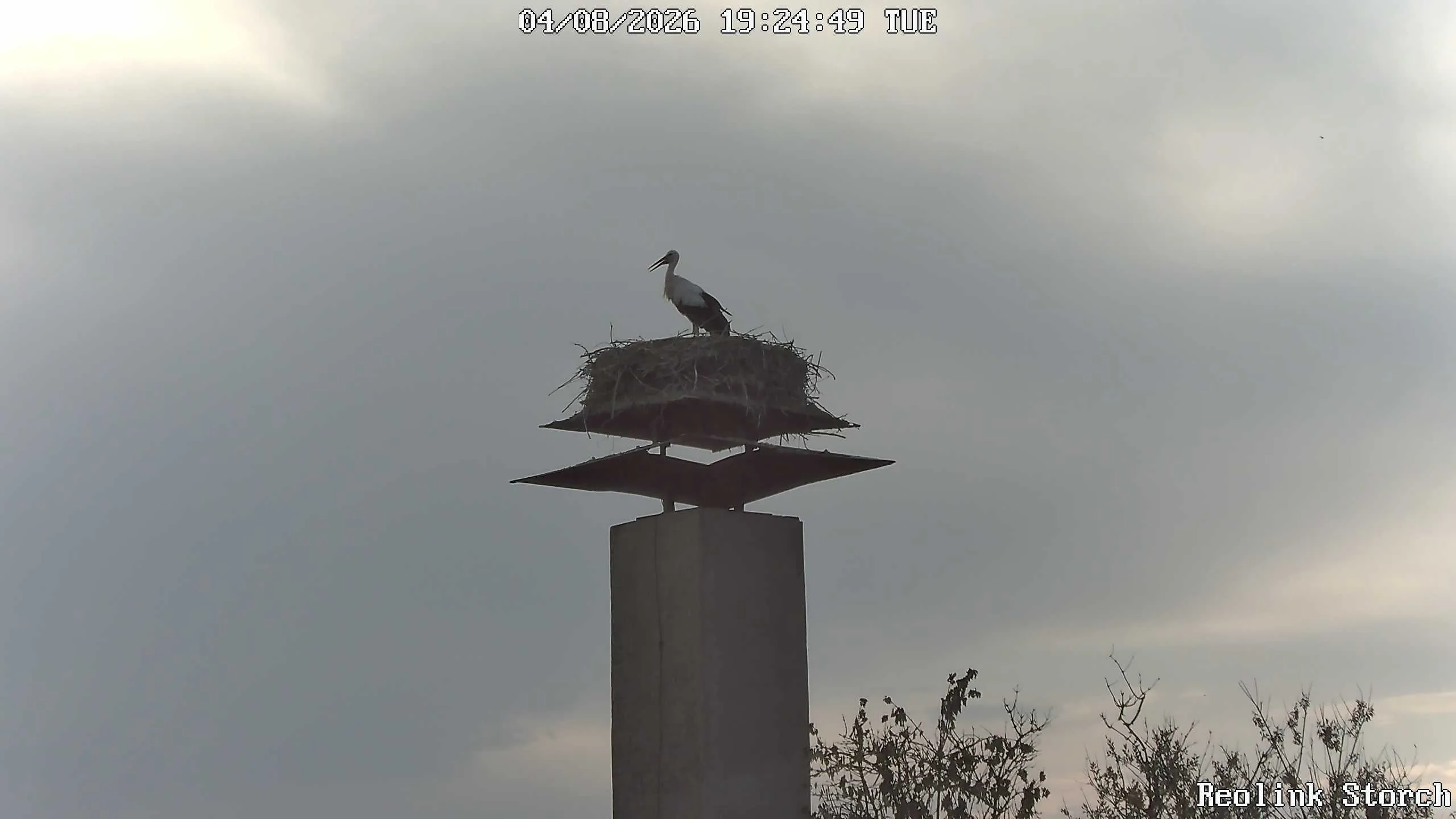 Storchencam Bild