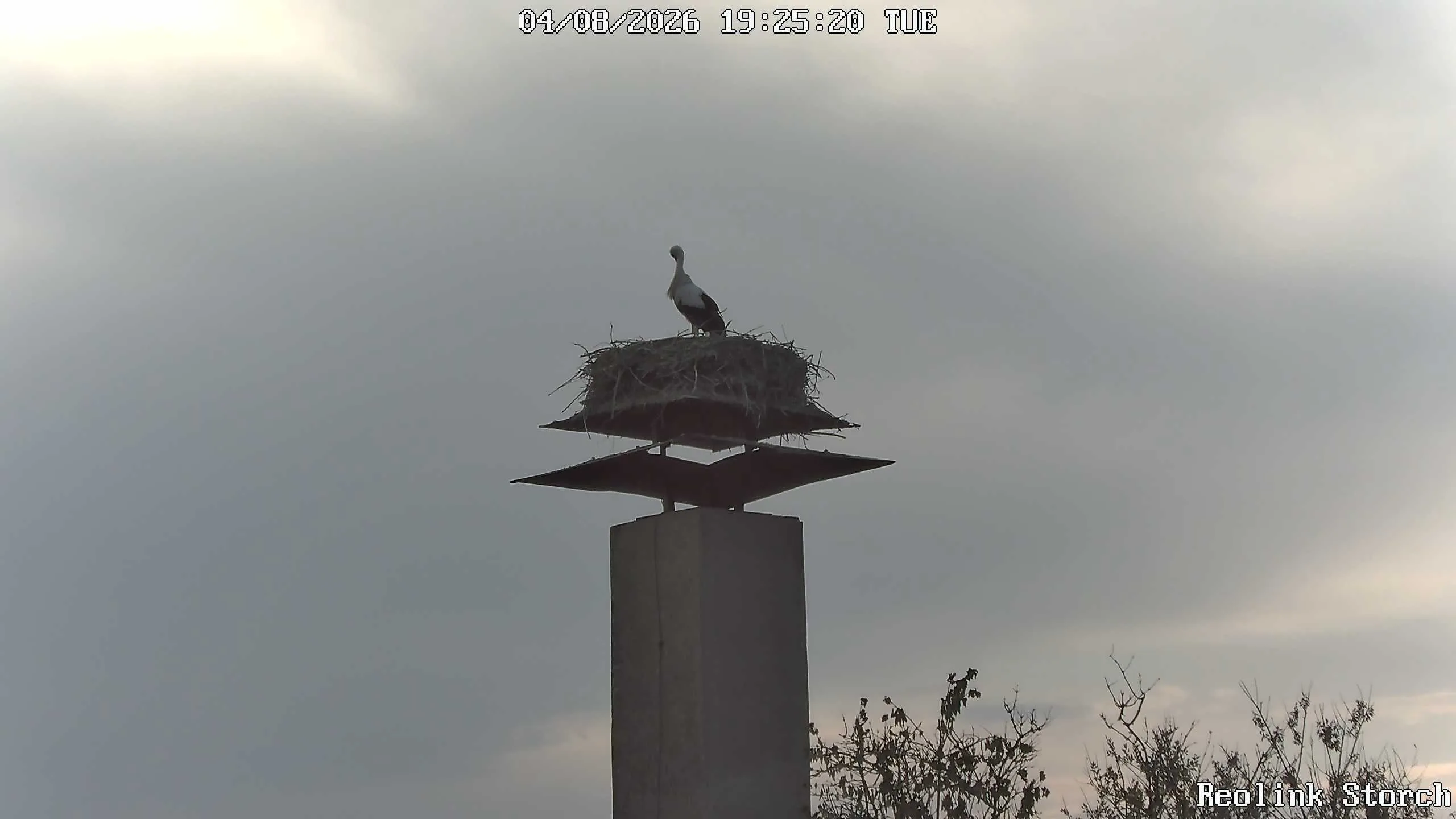 Storchencam Bild