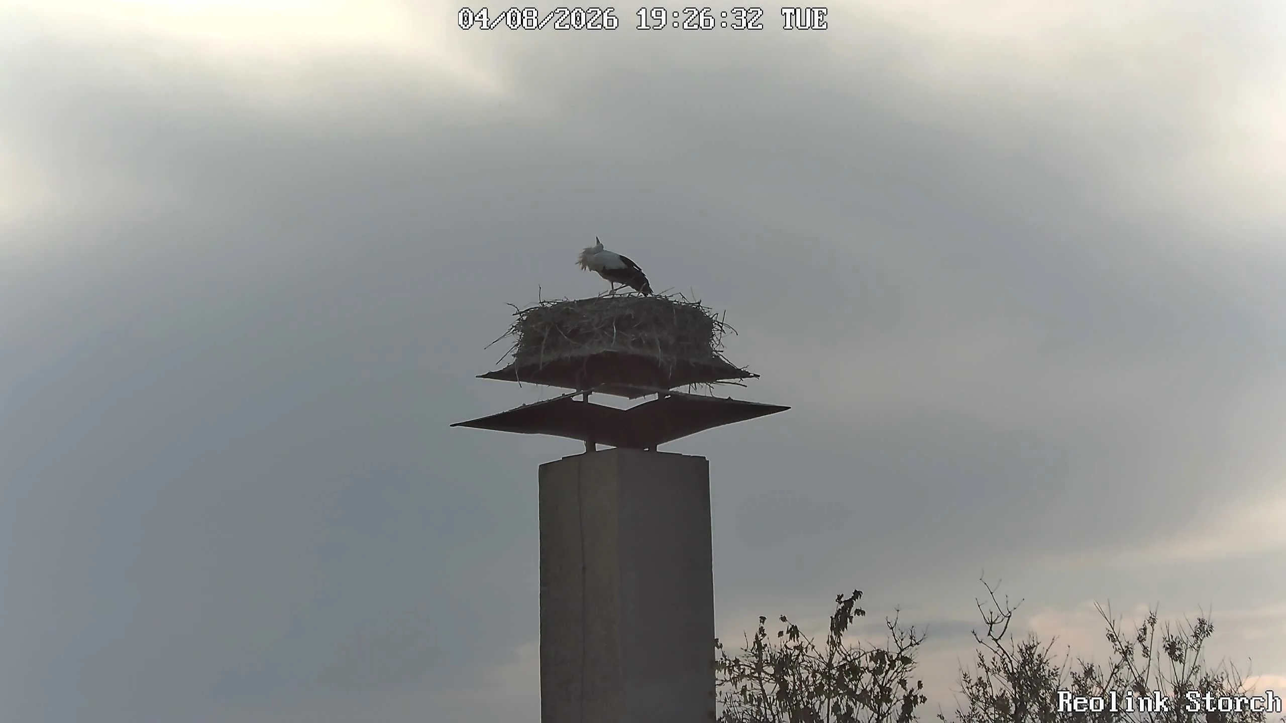 Storchencam Bild