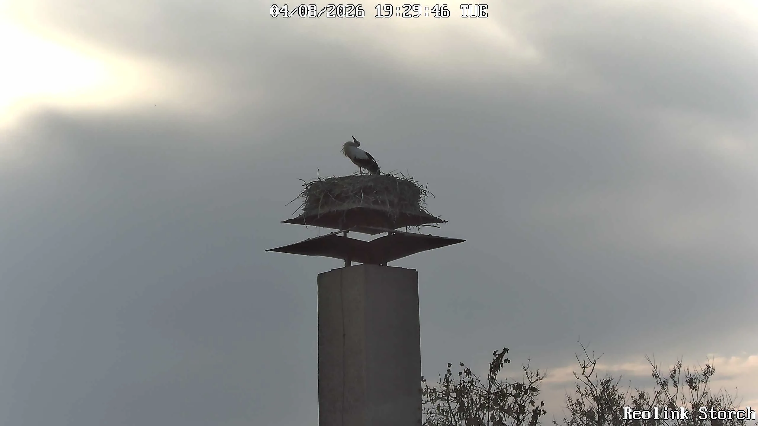 Storchencam Bild