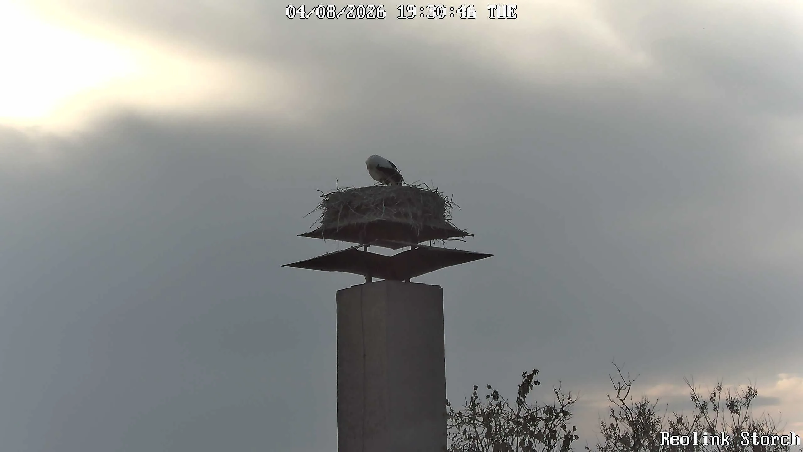 Storchencam Bild