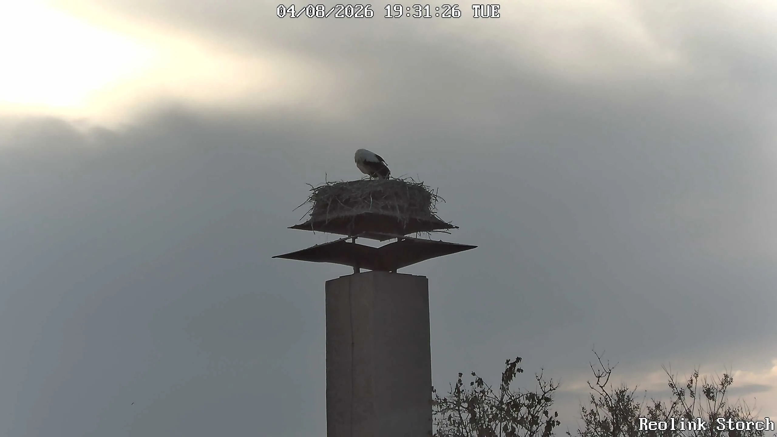 Storchencam Bild