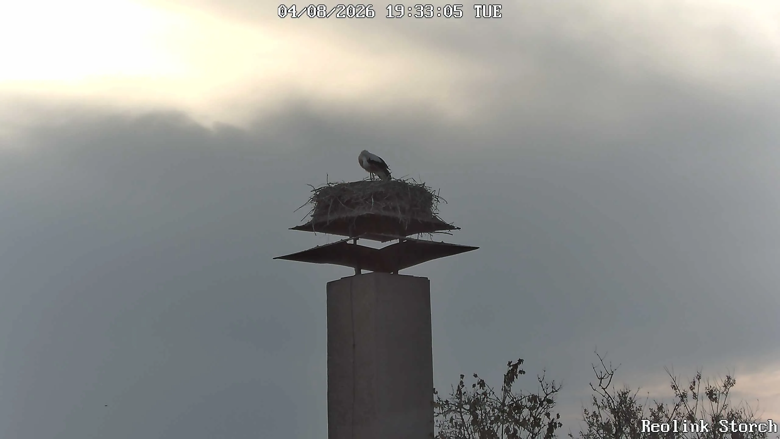 Storchencam Bild