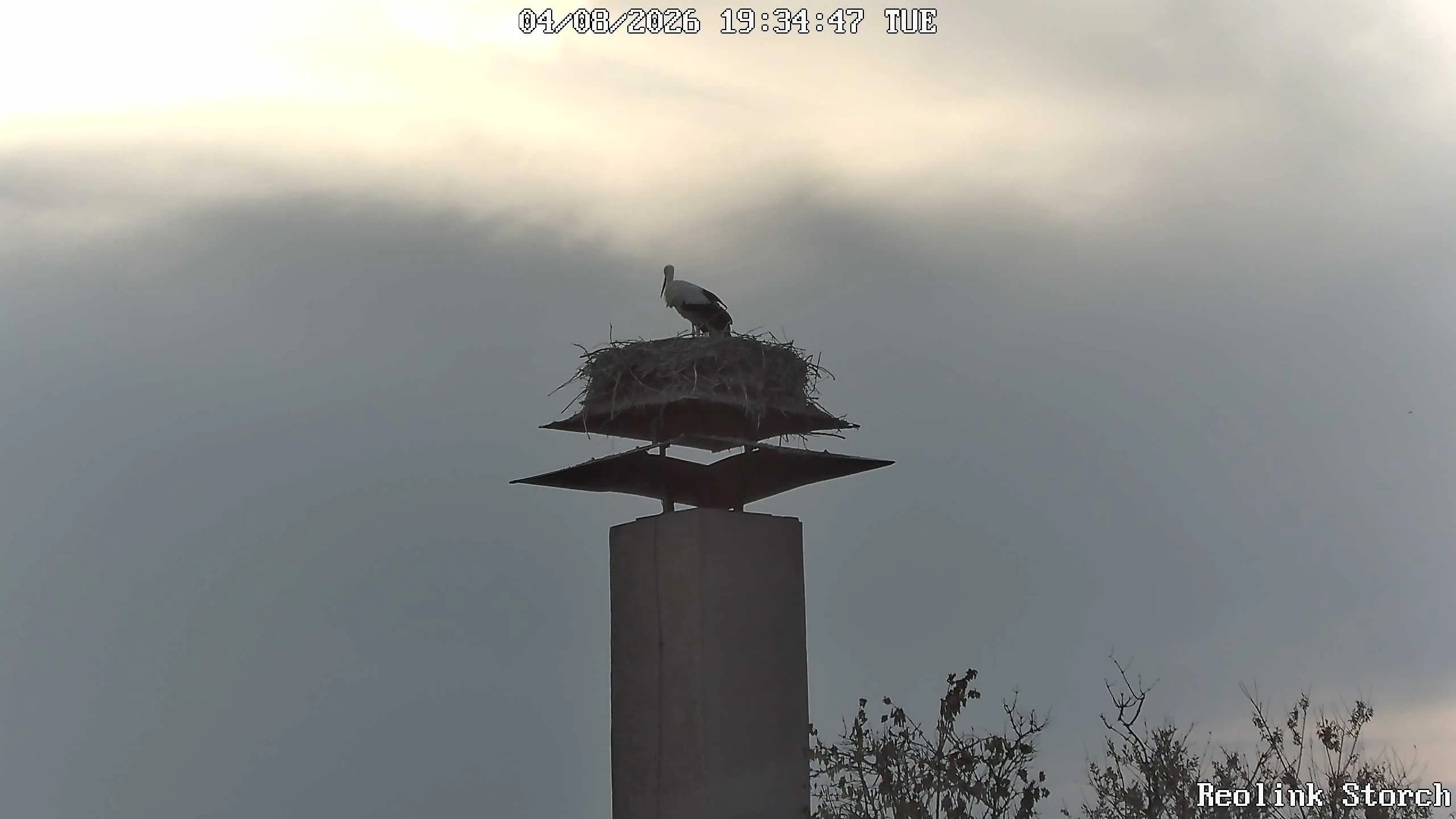 Storchencam Bild