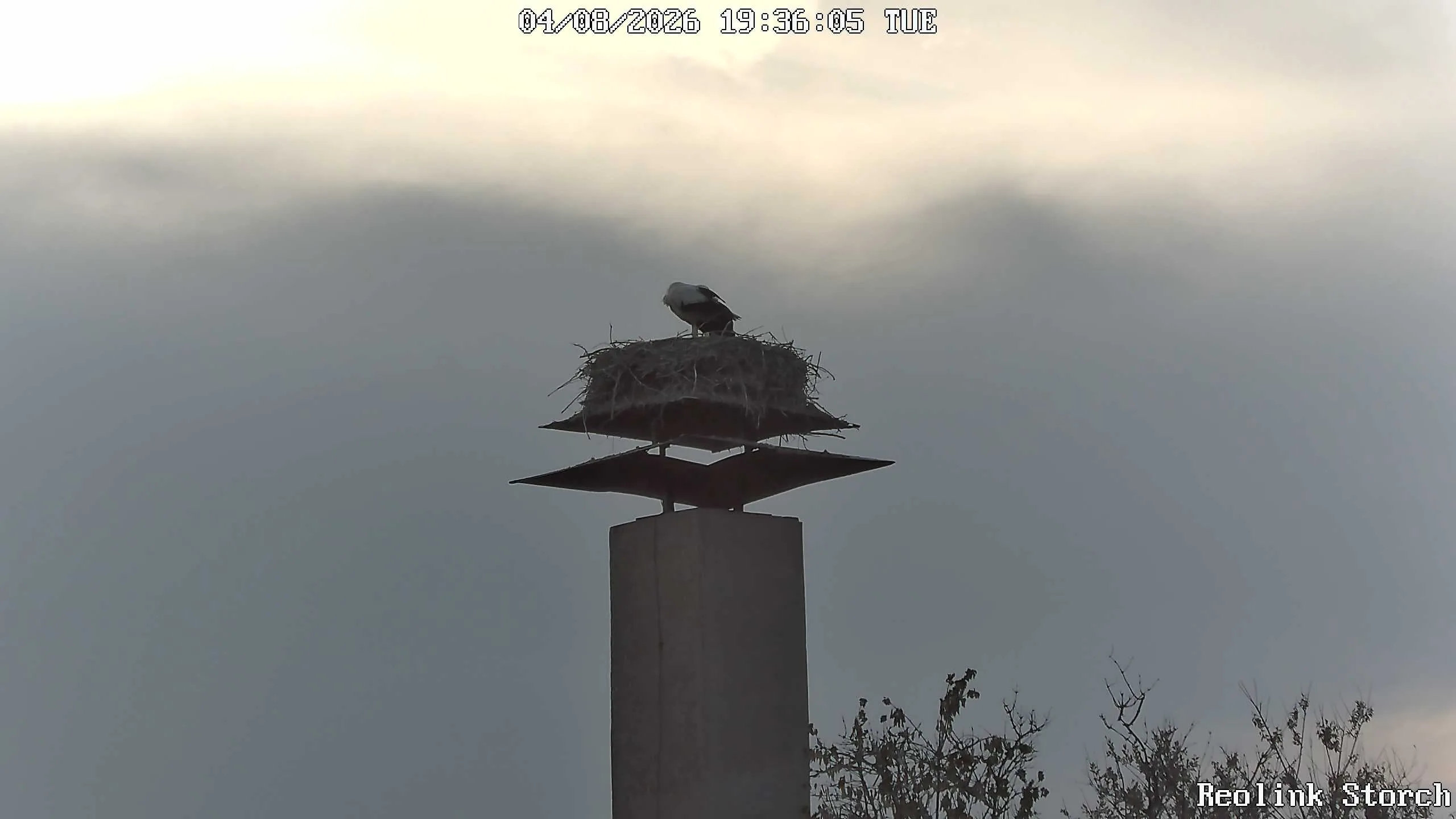Storchencam Bild