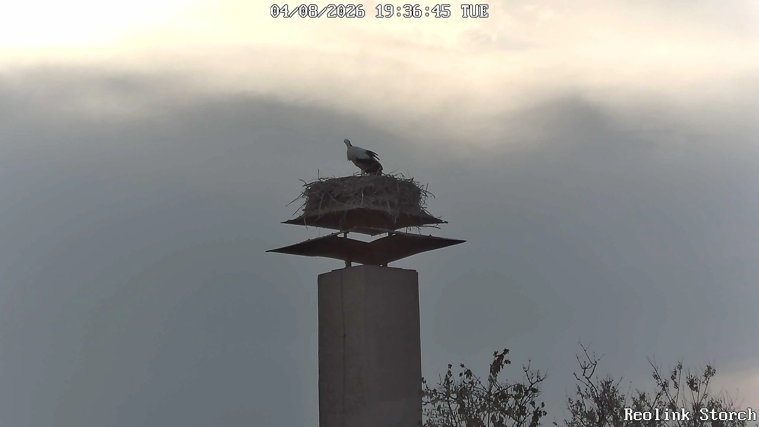 Storchencam Bild