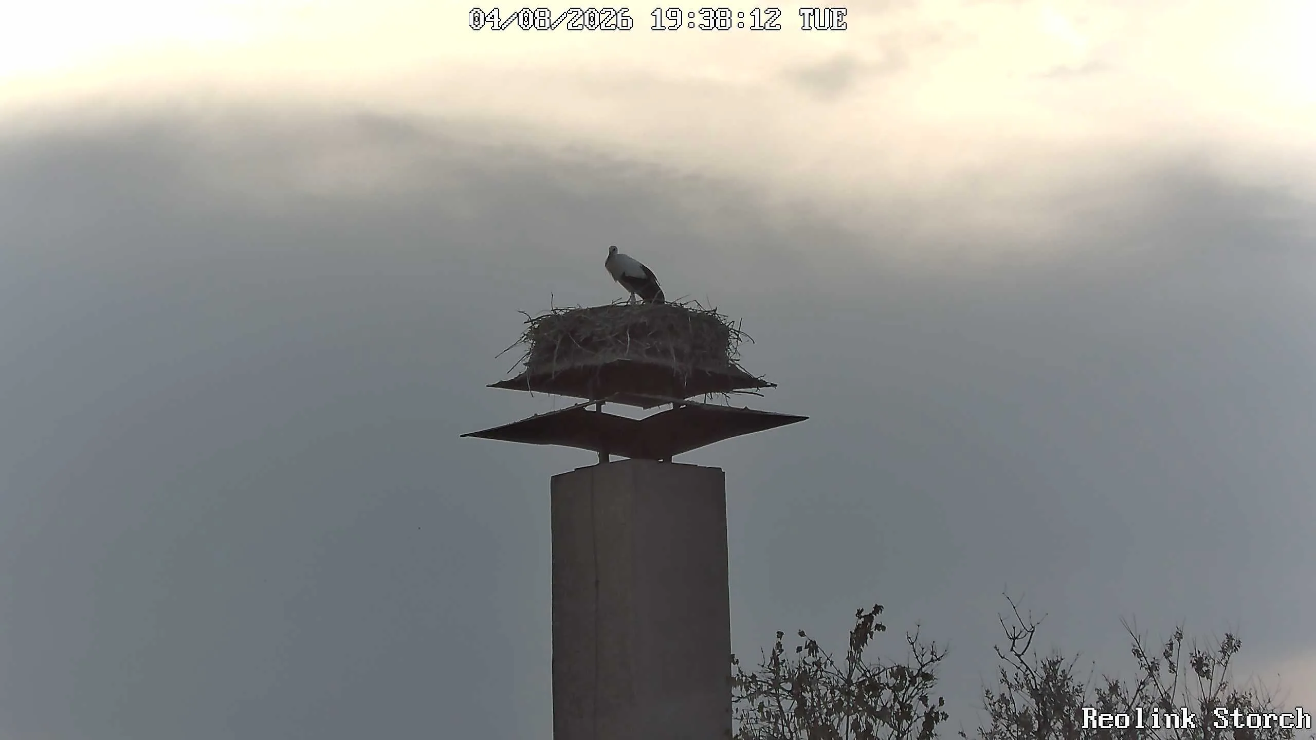Storchencam Bild