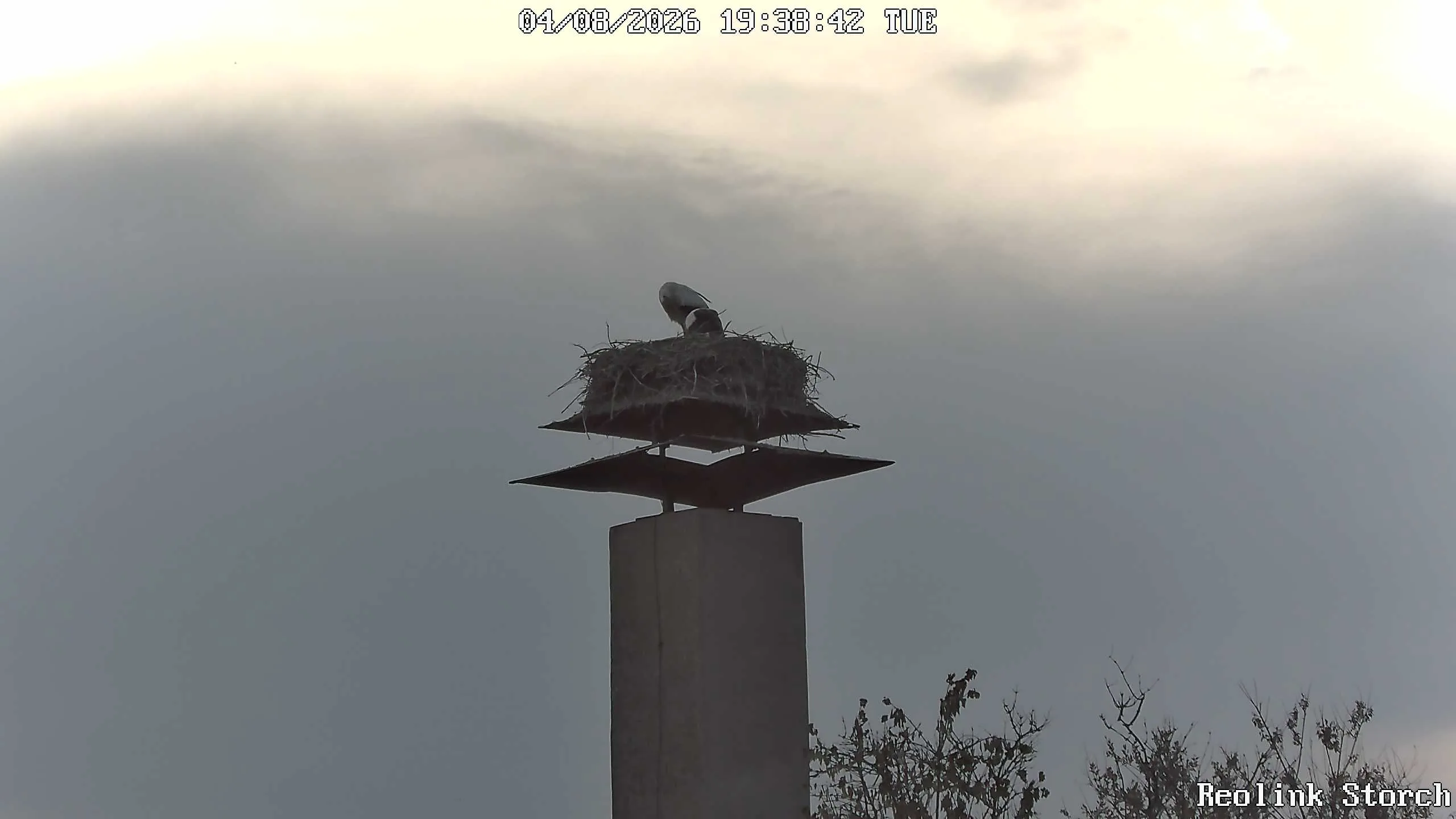 Storchencam Bild