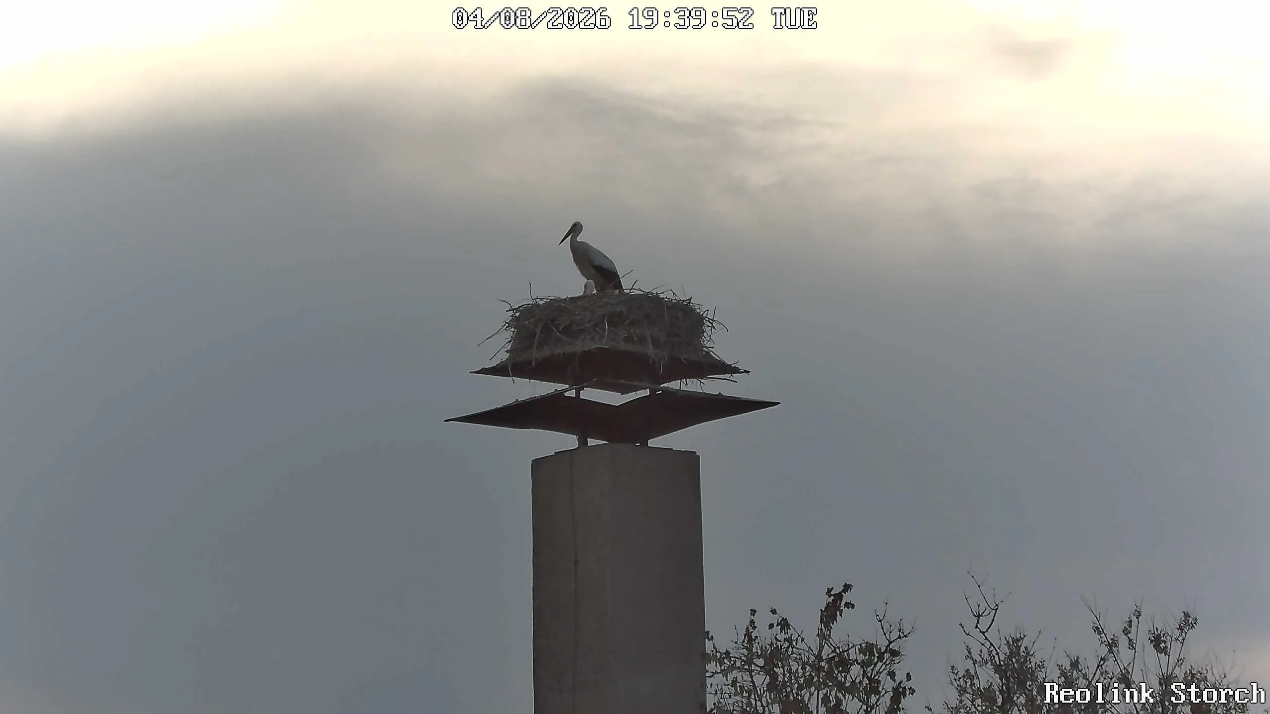Storchencam Bild