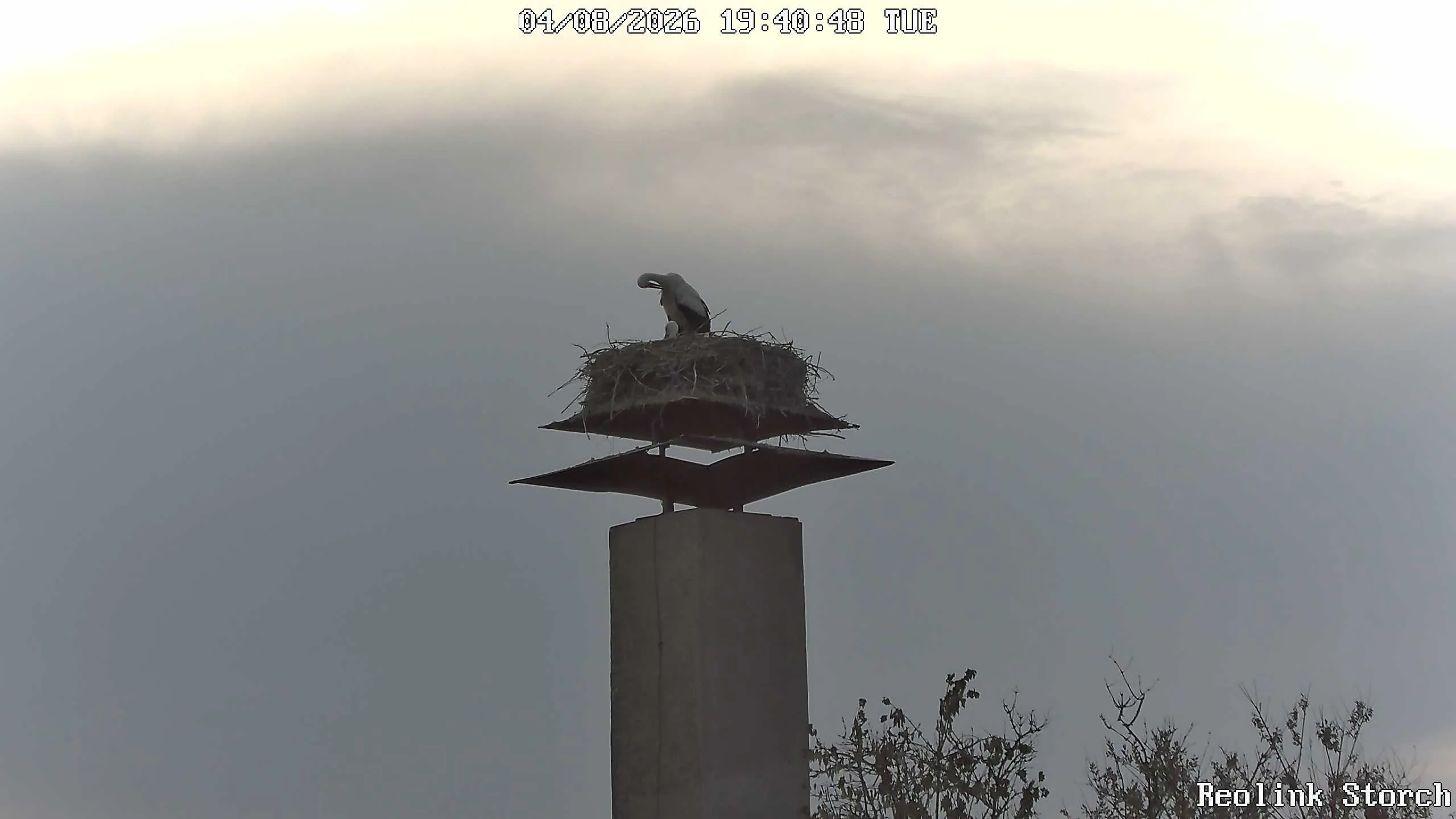 Storchencam Bild