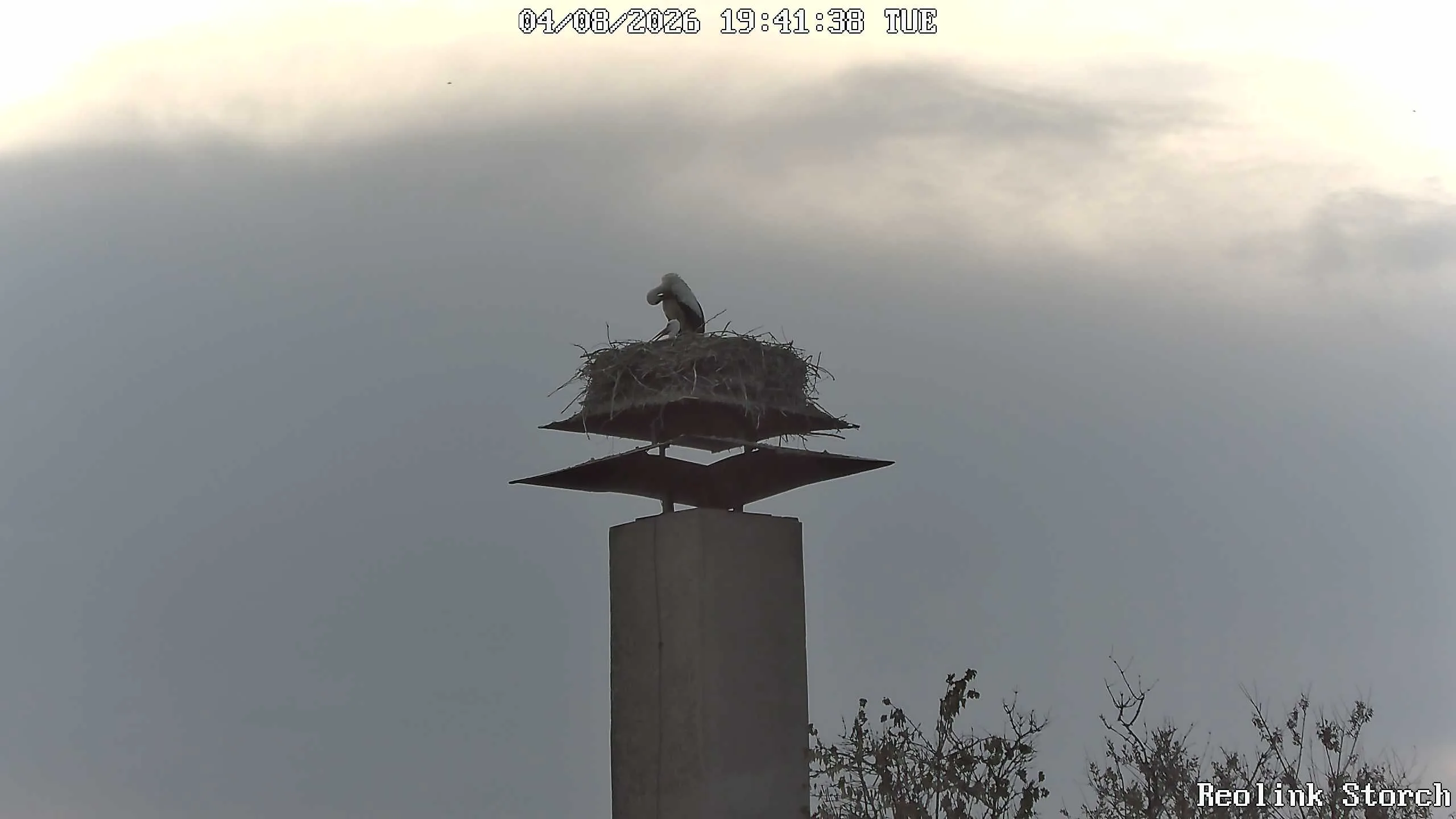 Storchencam Bild