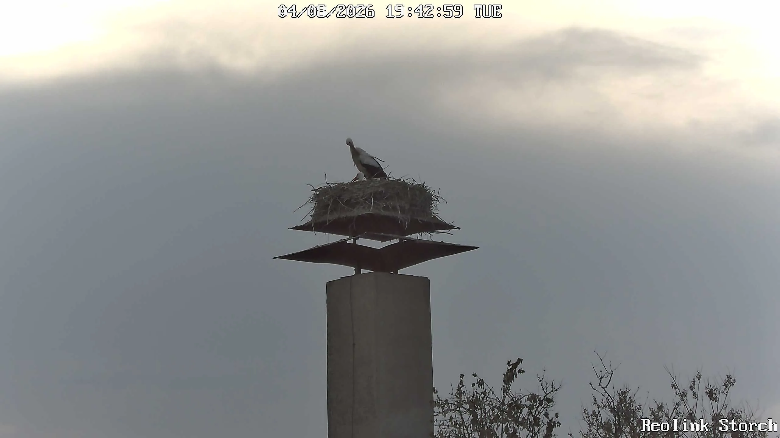 Storchencam Bild