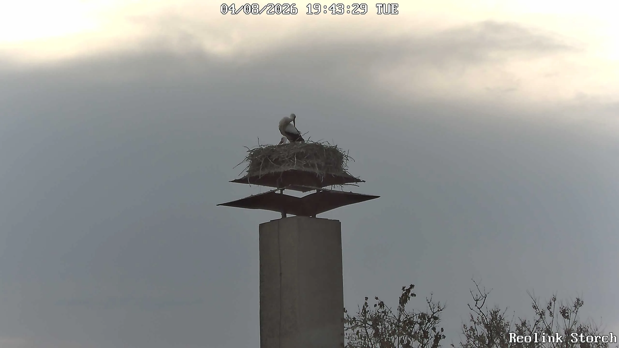 Storchencam Bild