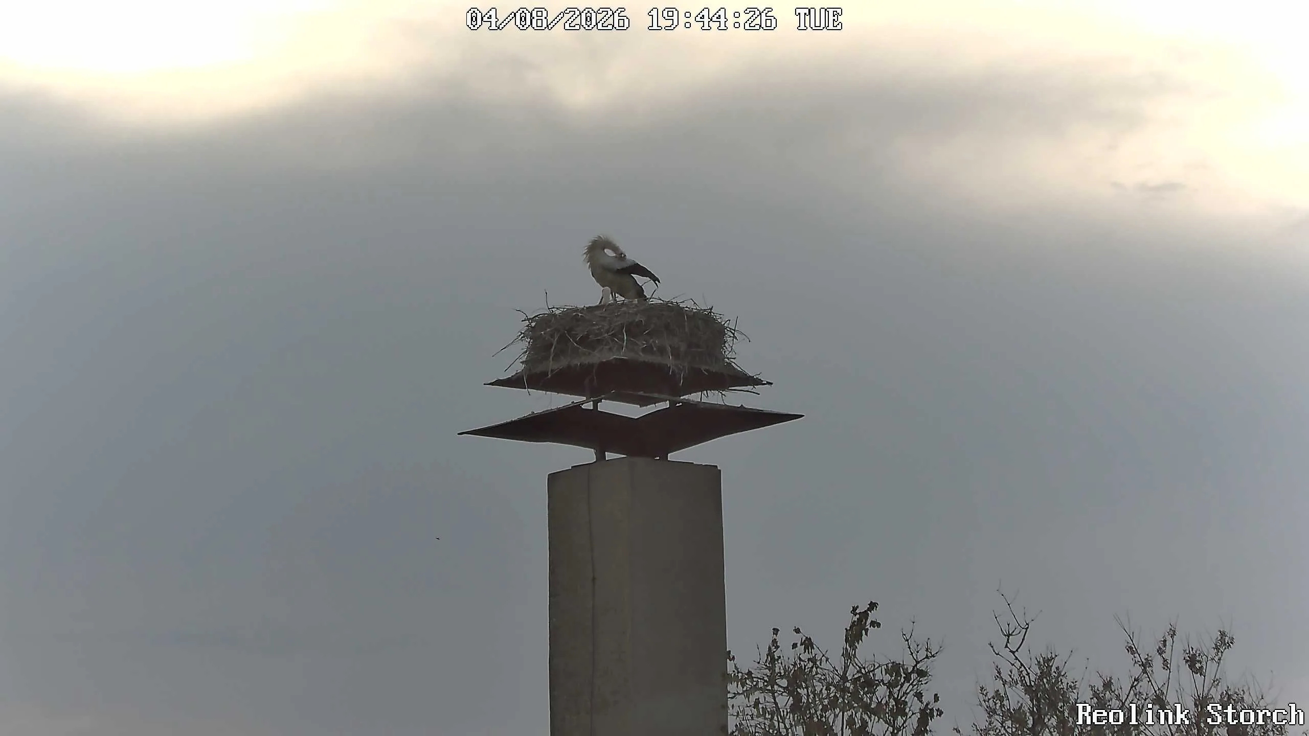 Storchencam Bild