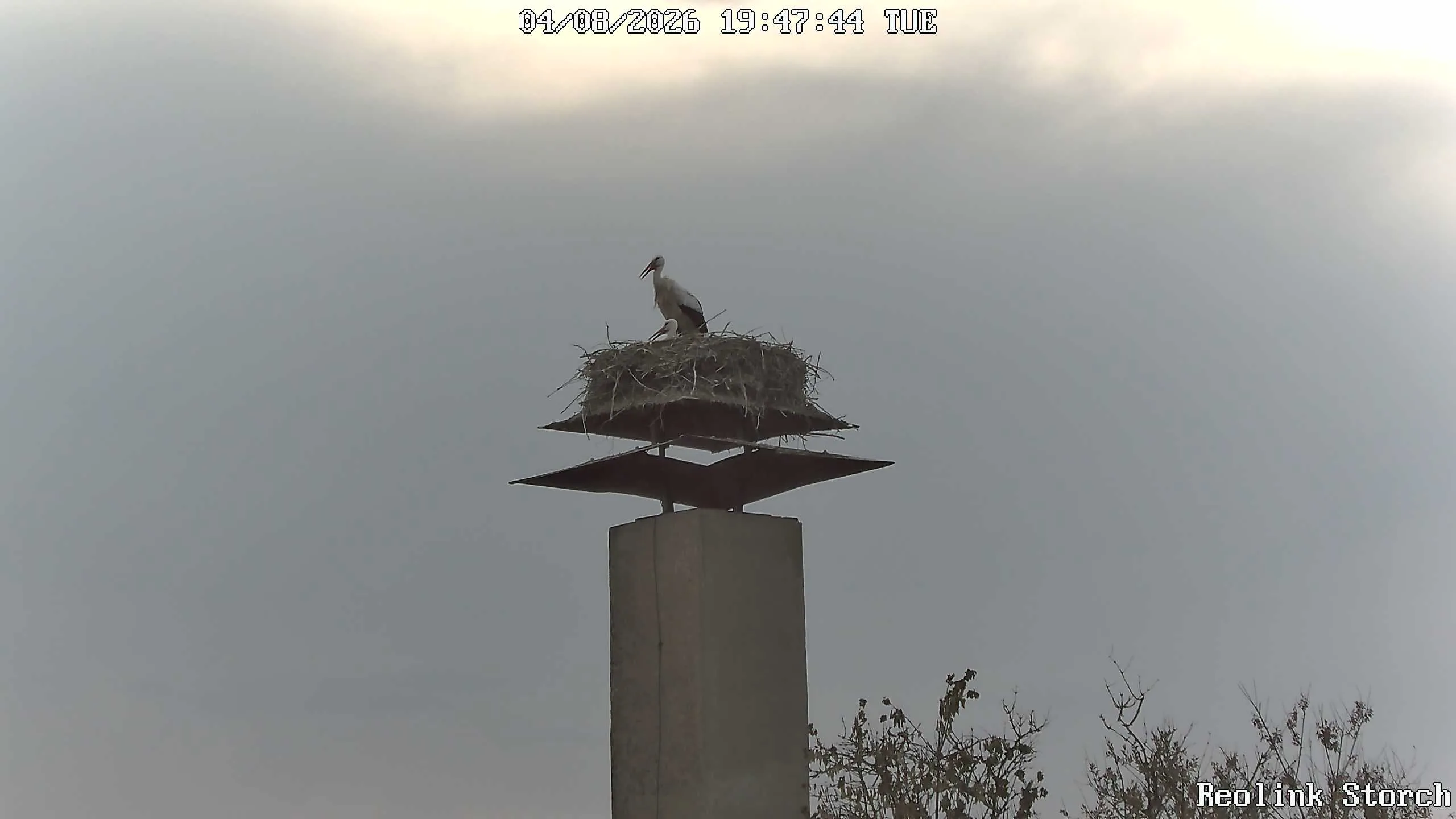 Storchencam Bild