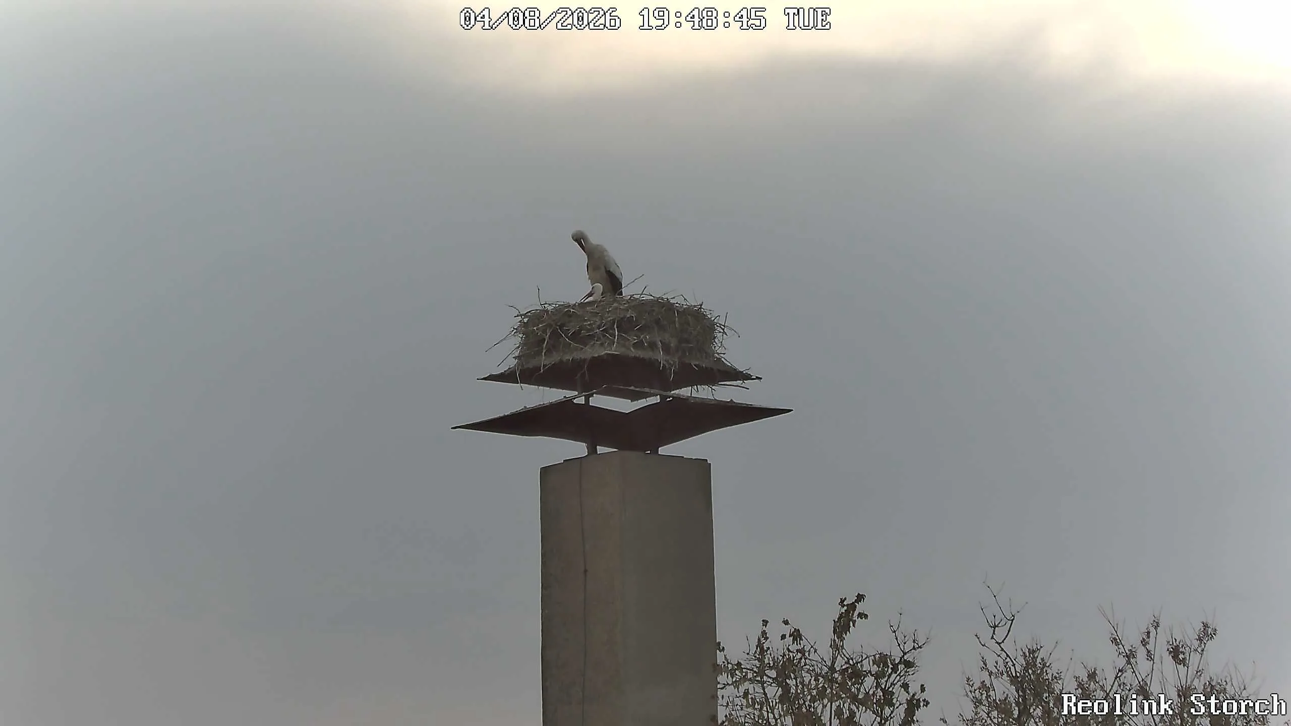 Storchencam Bild