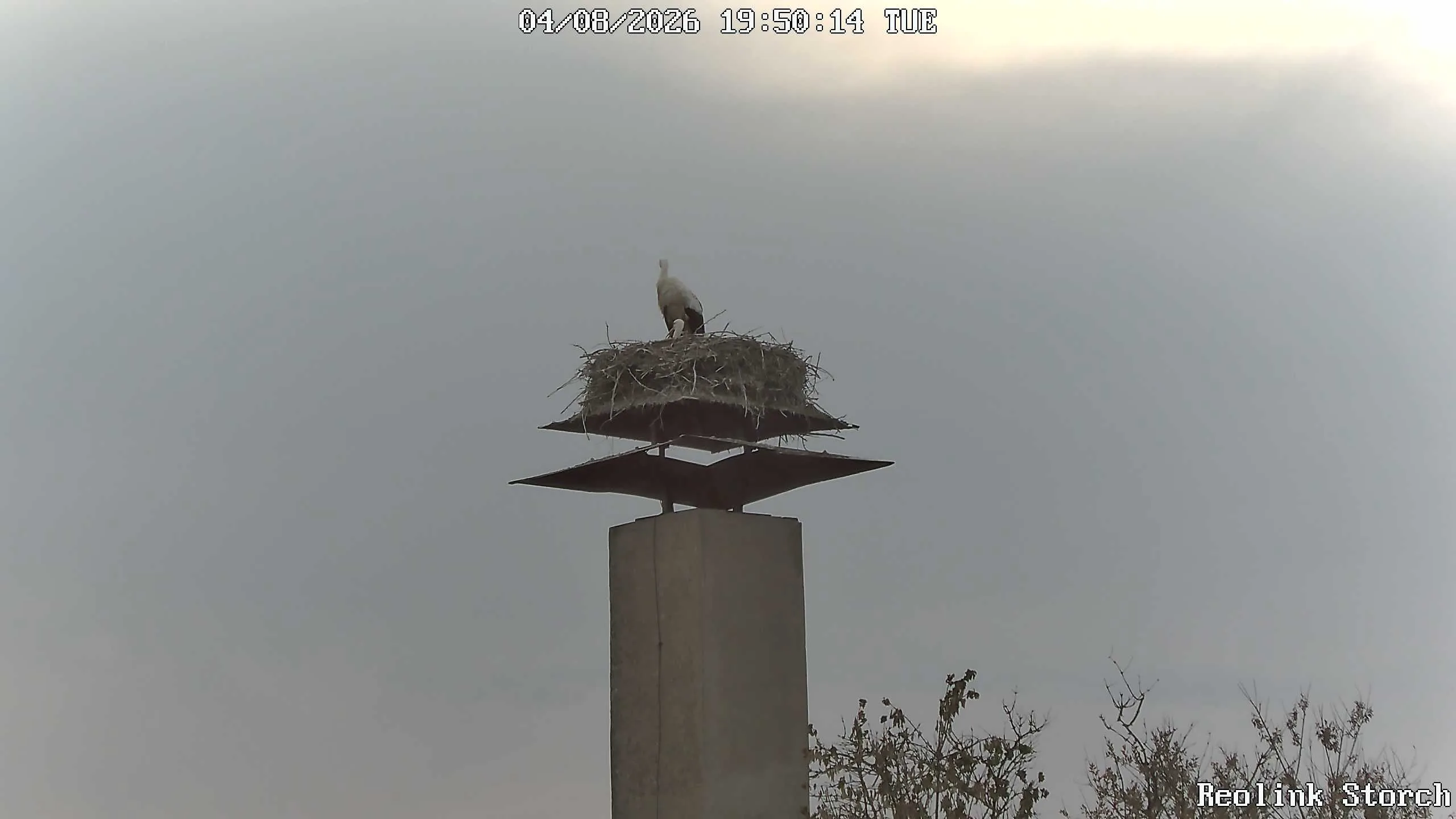 Storchencam Bild