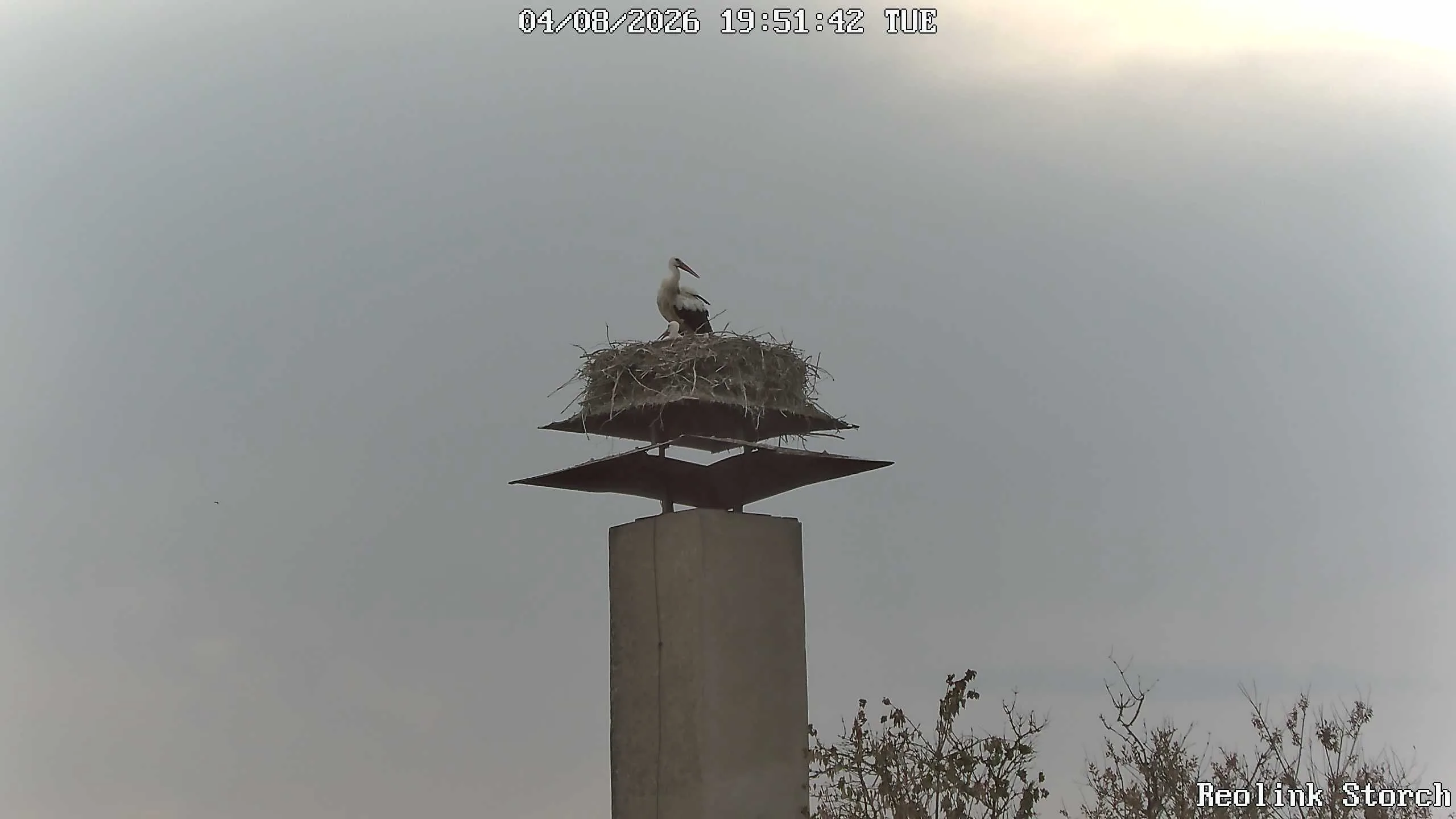 Storchencam Bild