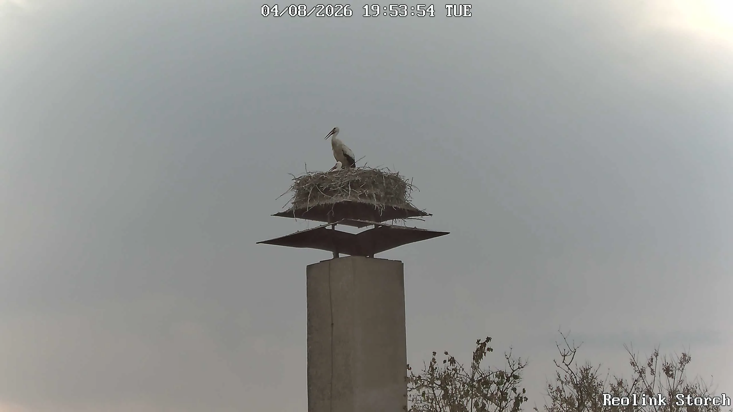 Storchencam Bild