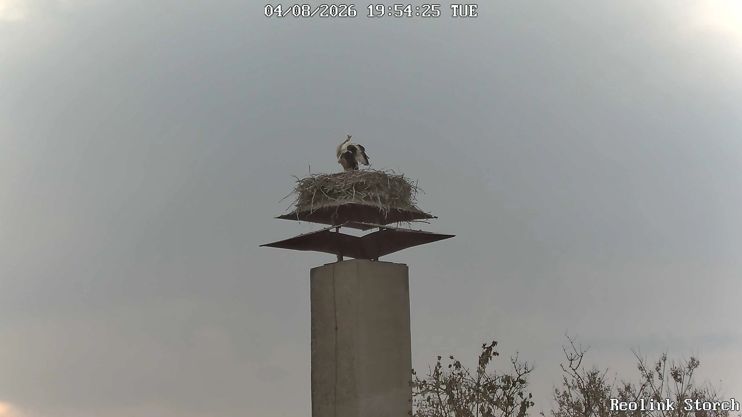 Storchencam Bild