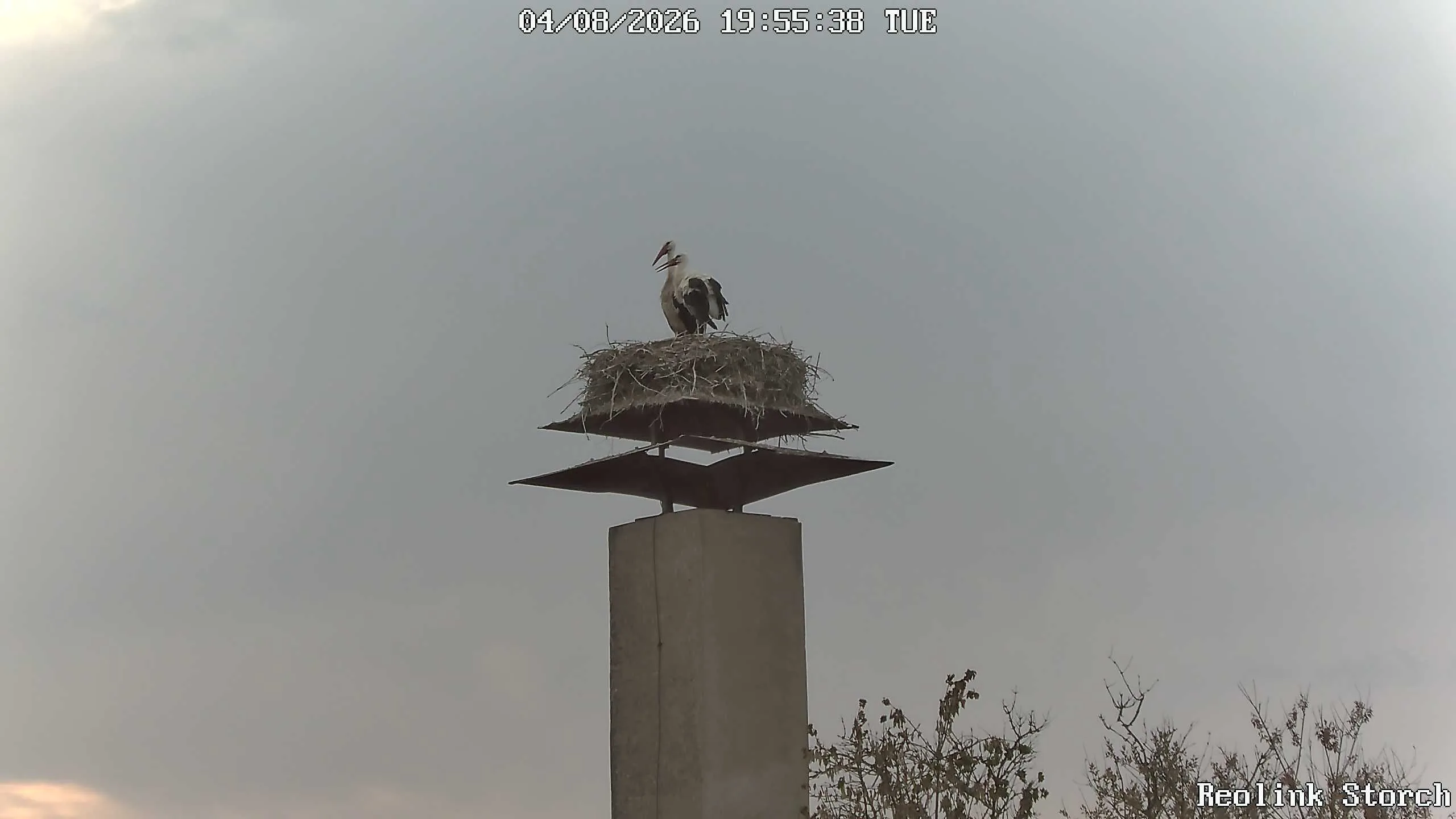 Storchencam Bild