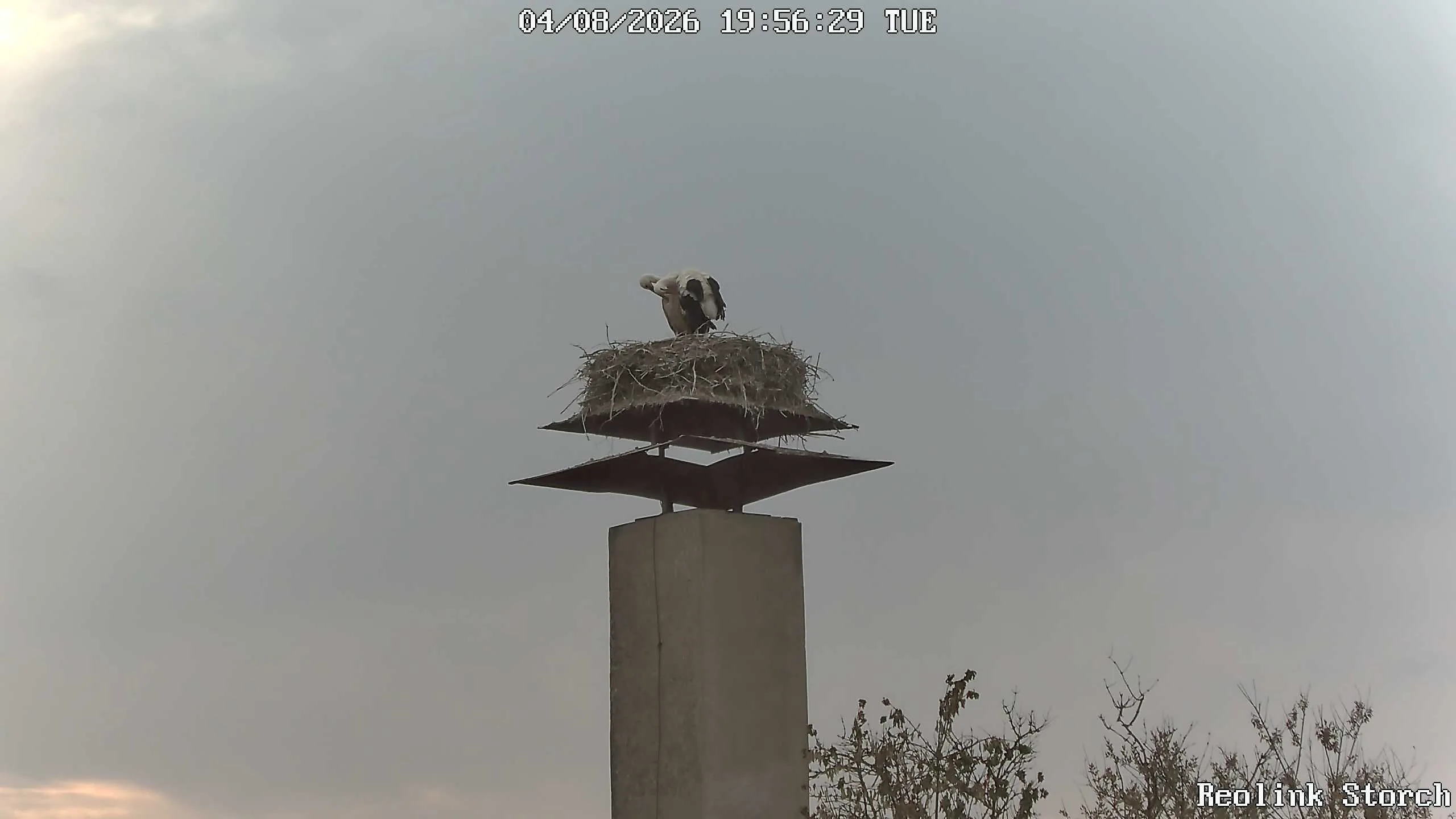 Storchencam Bild