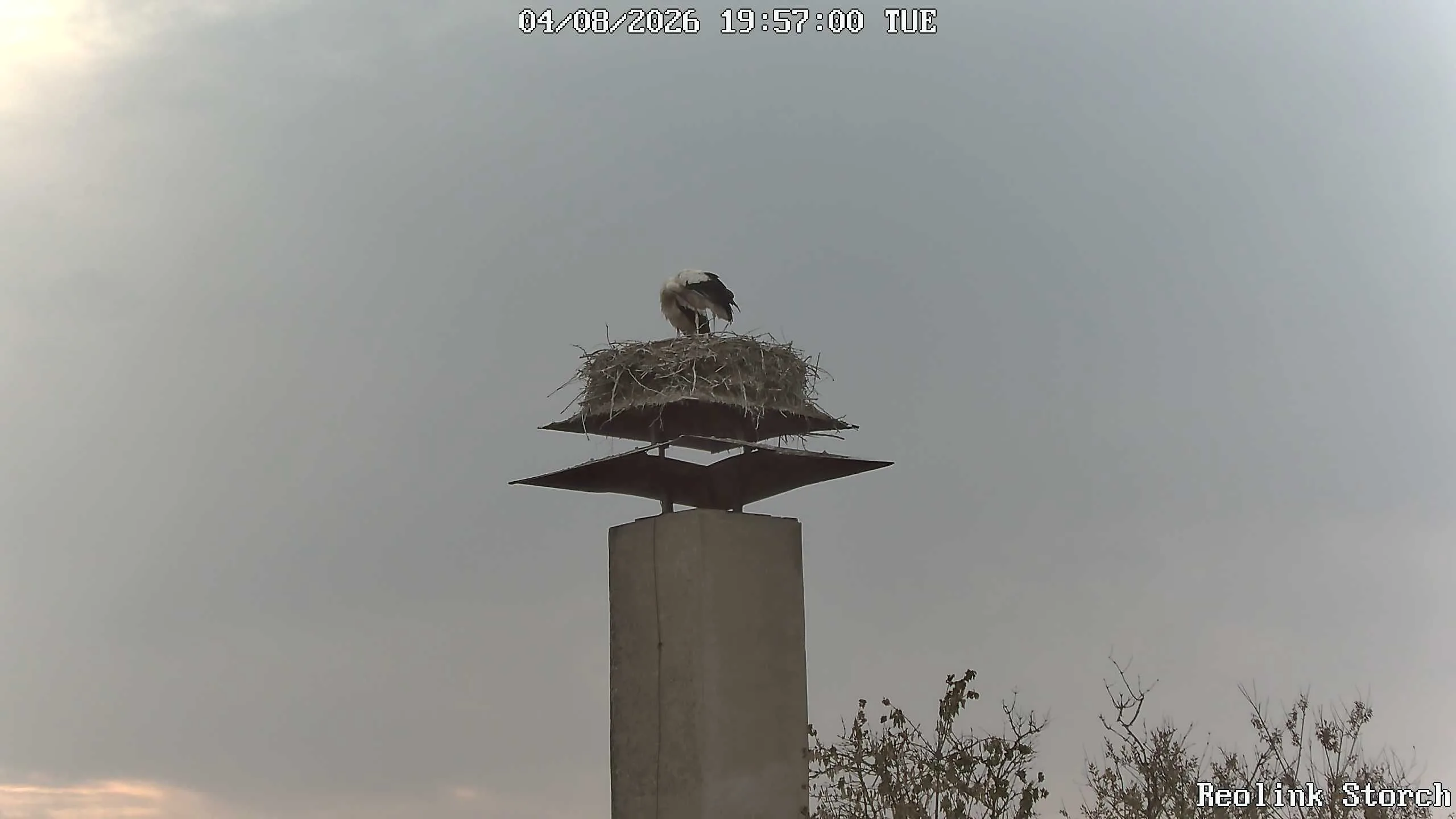 Storchencam Bild