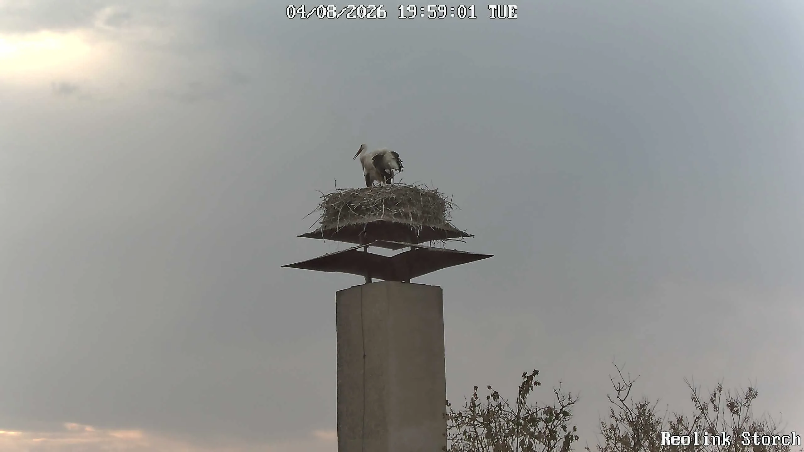 Storchencam Bild