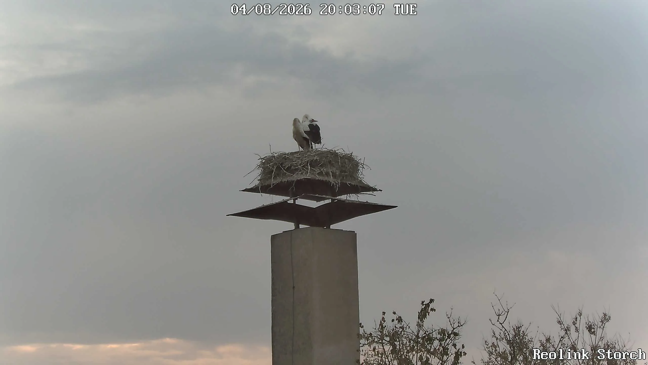 Storchencam Bild