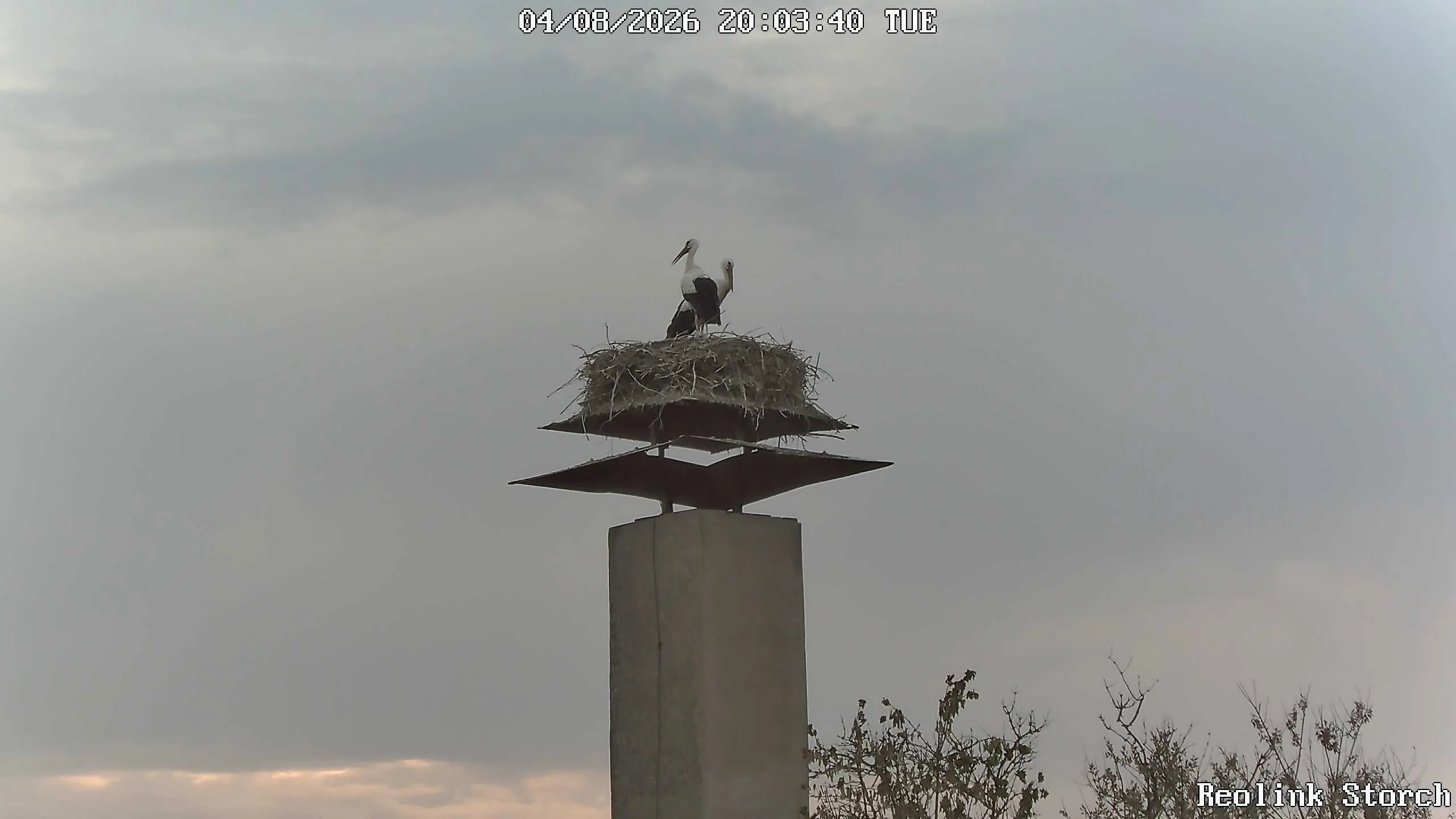 Storchencam Bild
