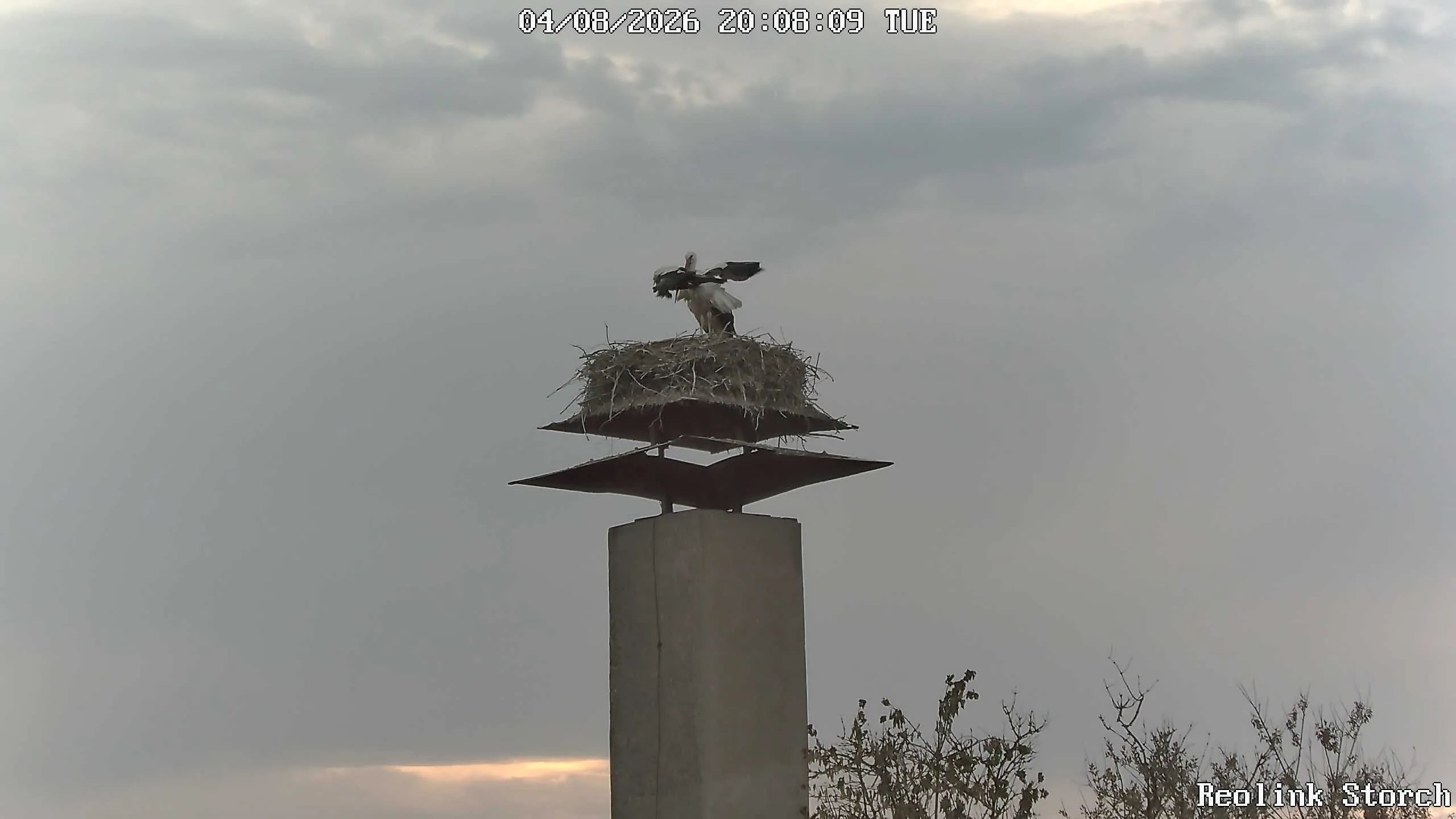 Storchencam Bild