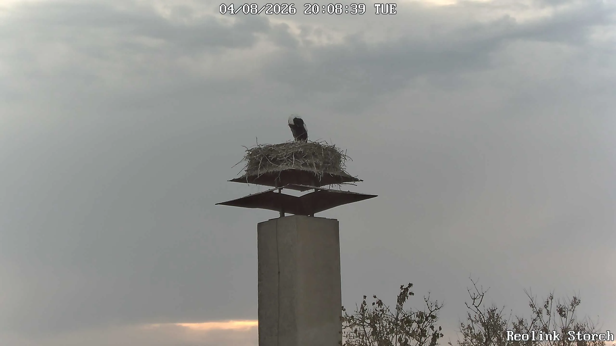 Storchencam Bild