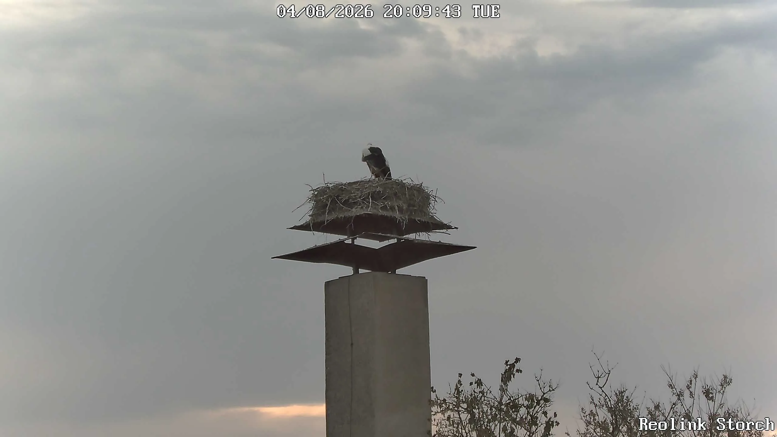 Storchencam Bild