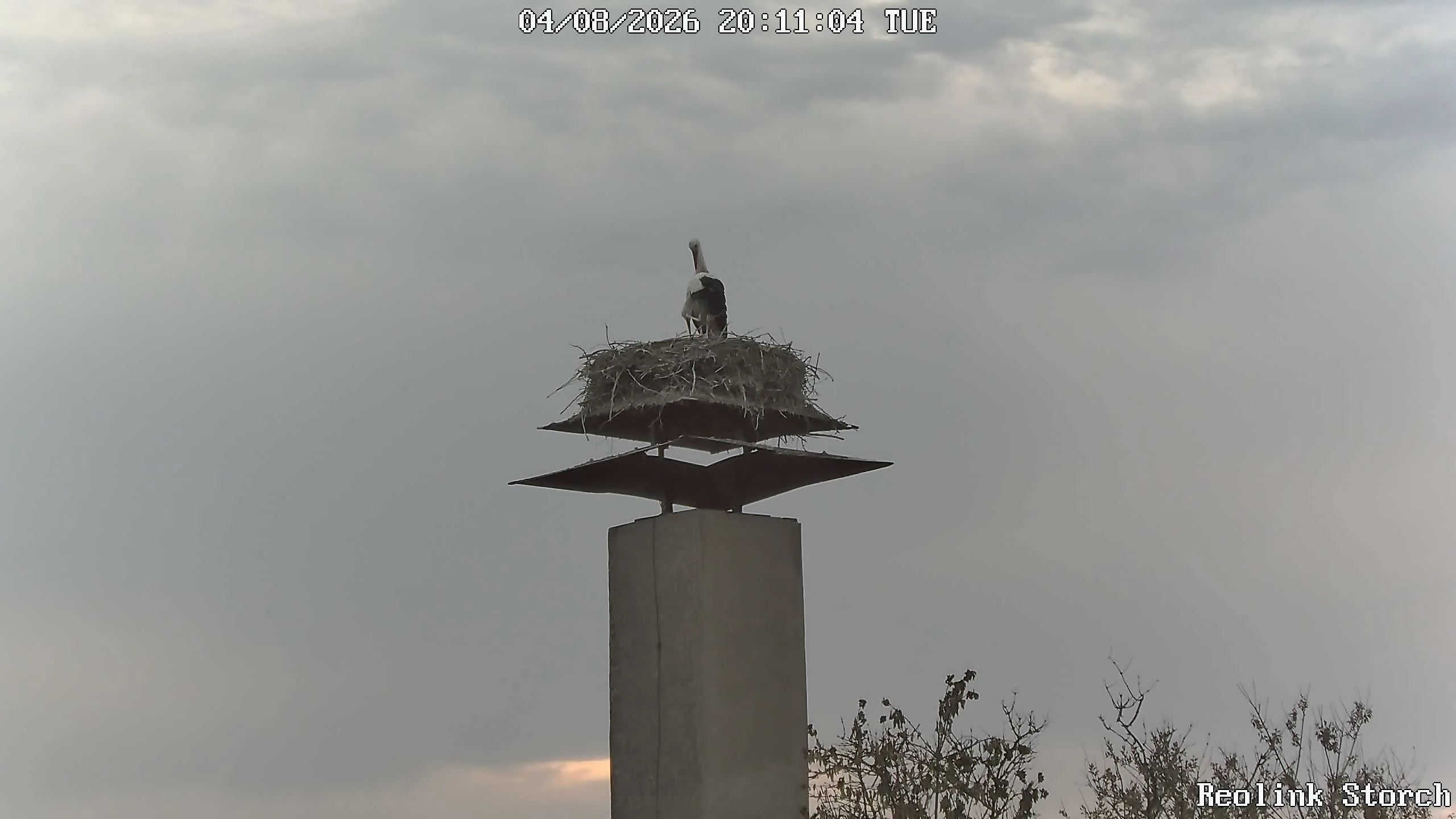 Storchencam Bild