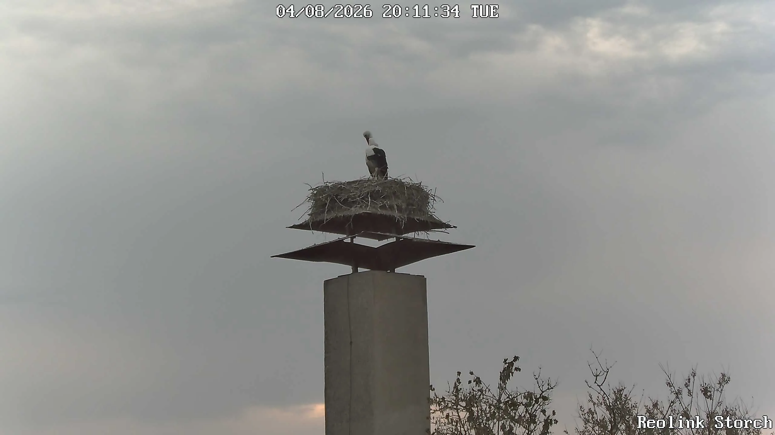 Storchencam Bild