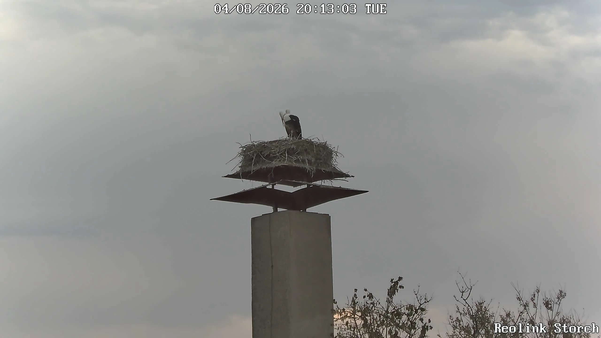 Storchencam Bild