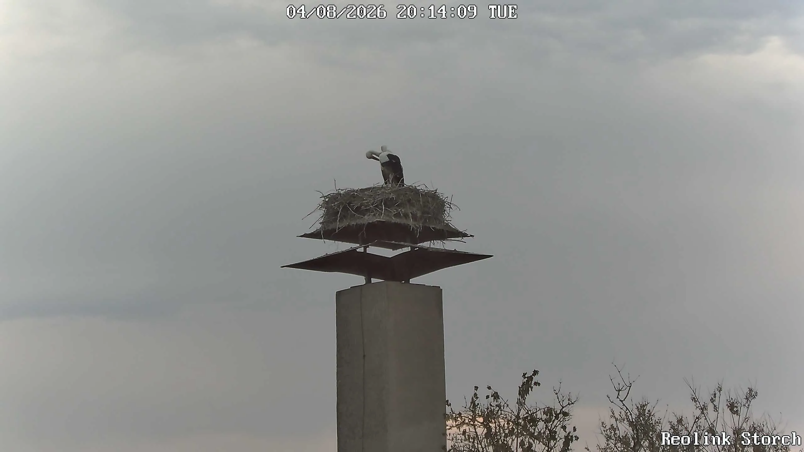 Storchencam Bild