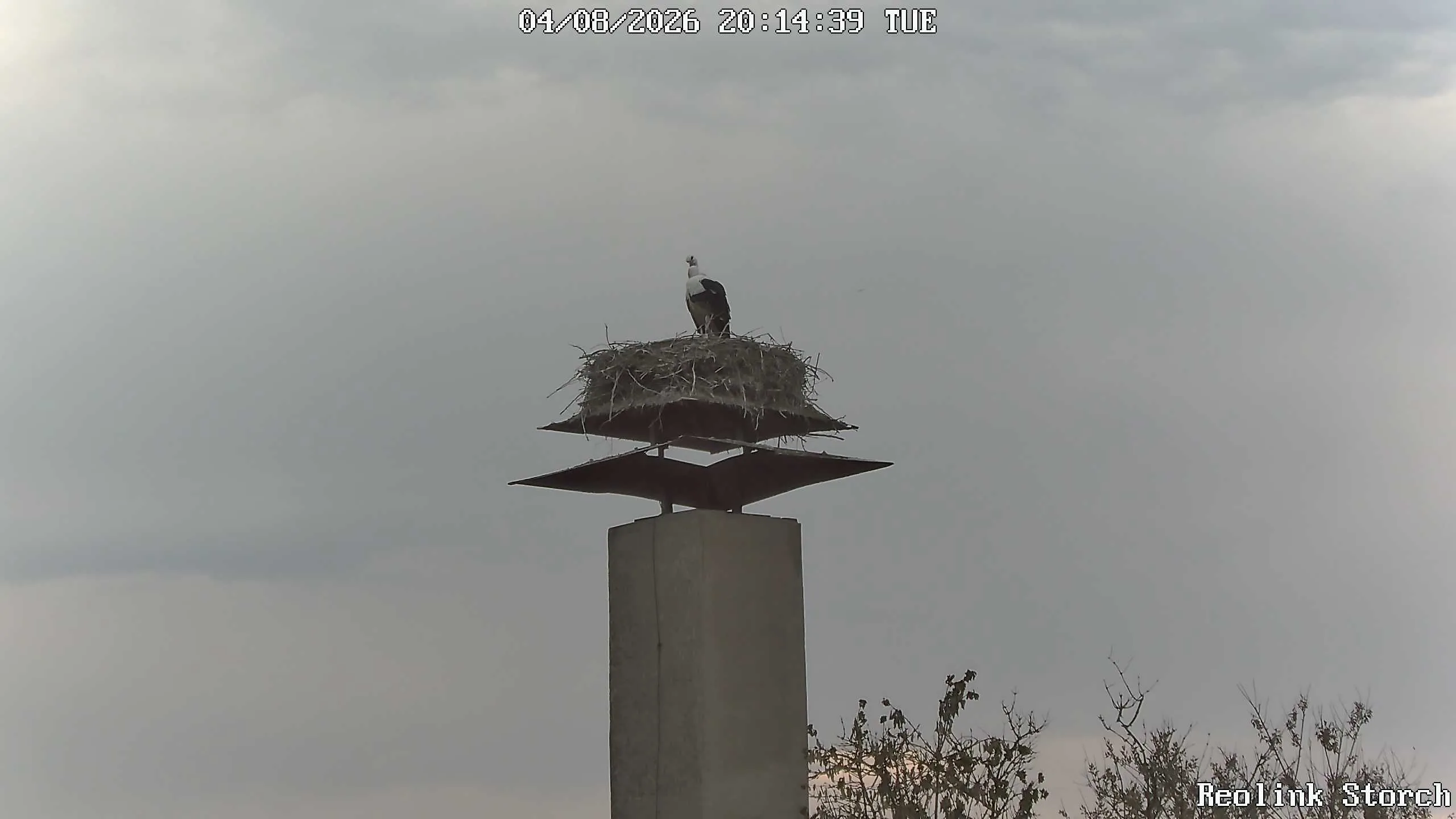 Storchencam Bild
