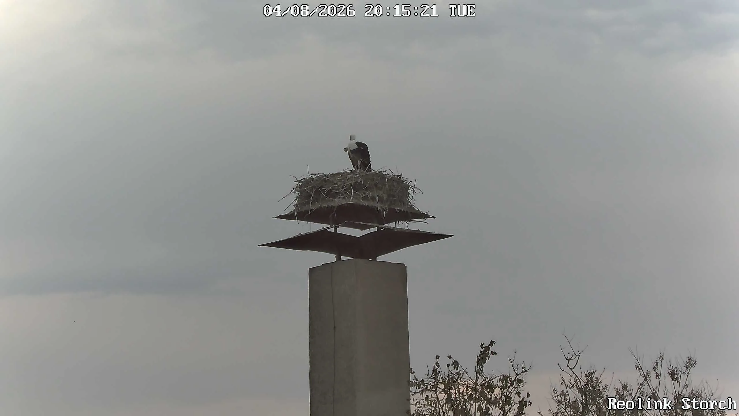 Storchencam Bild