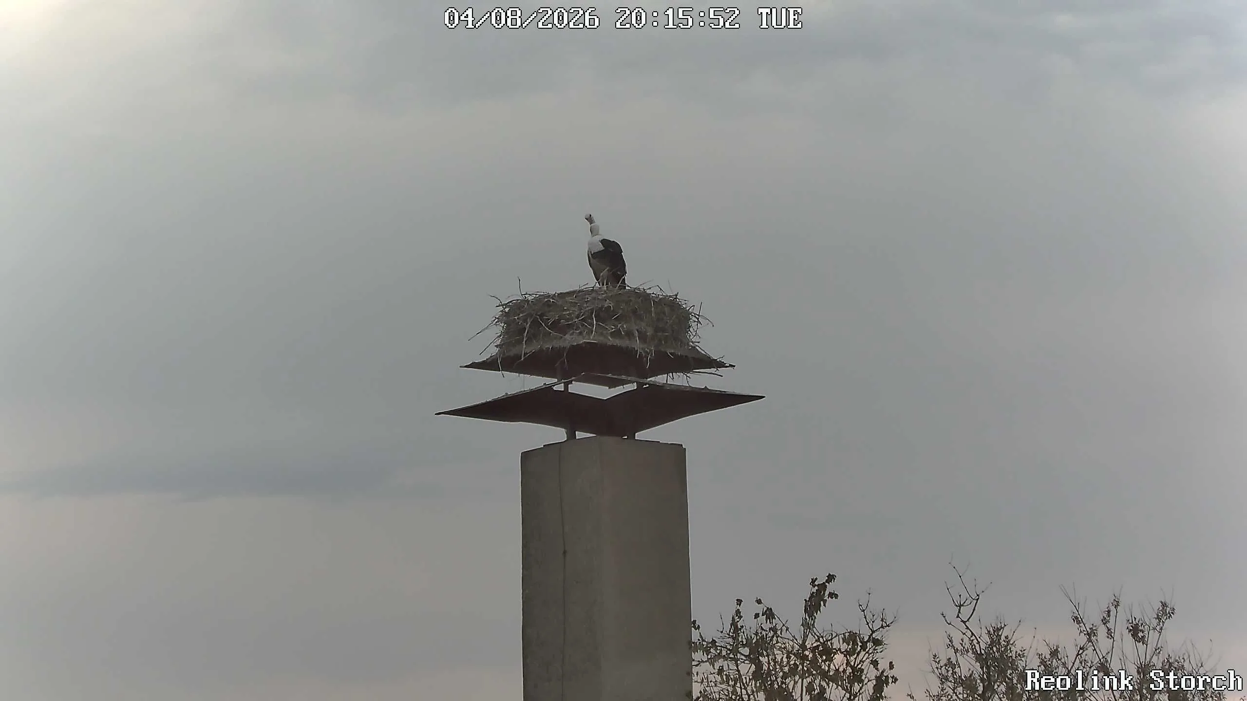 Storchencam Bild