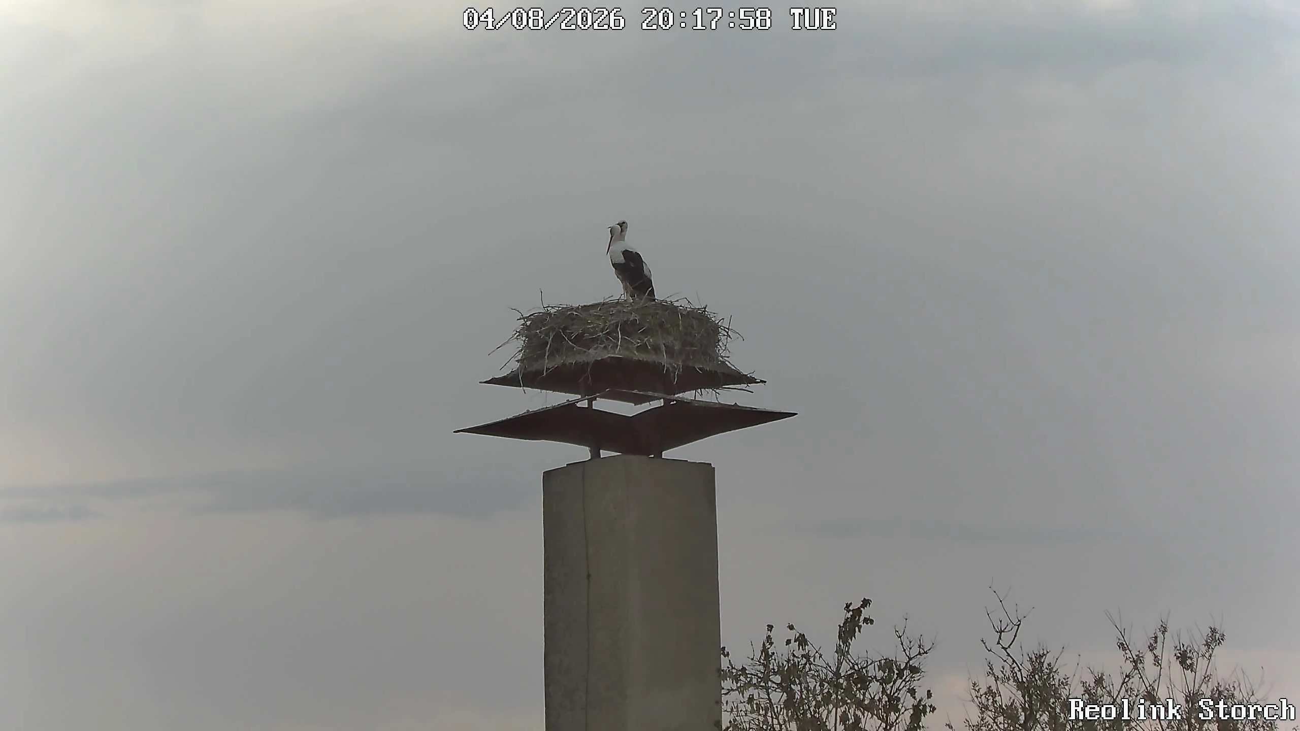 Storchencam Bild
