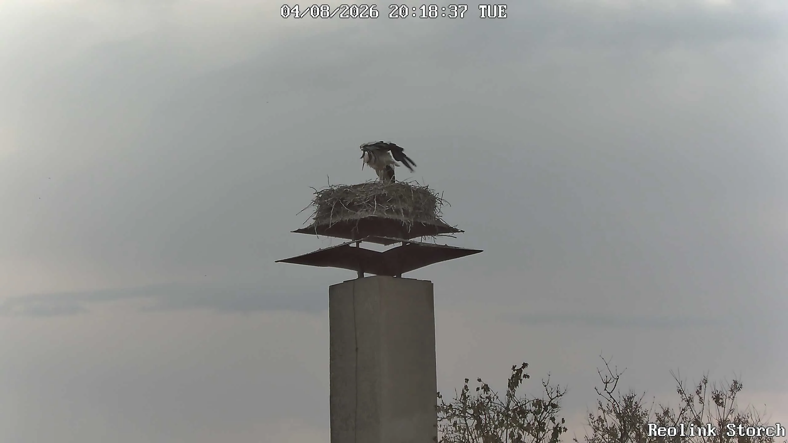 Storchencam Bild