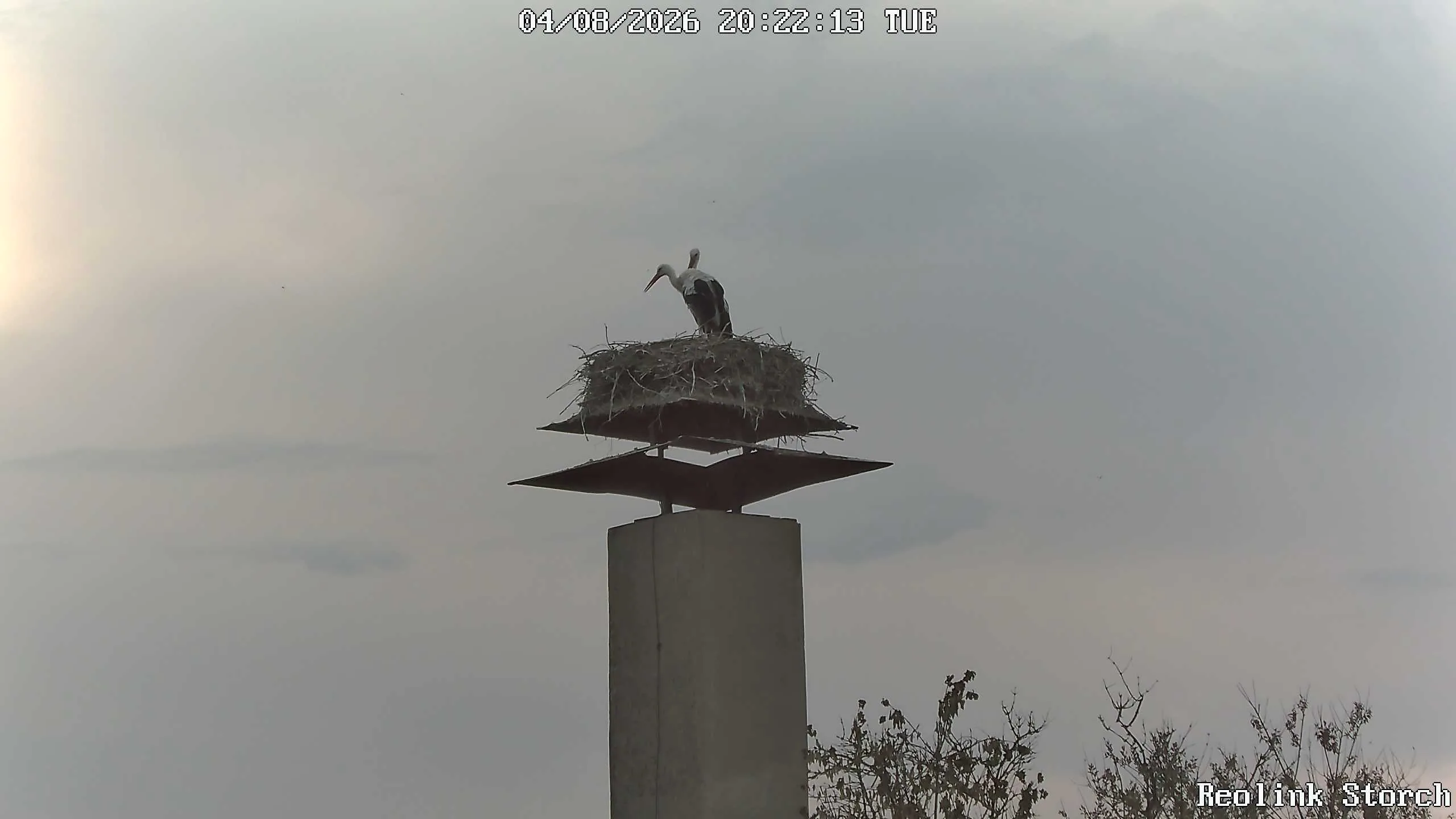 Storchencam Bild