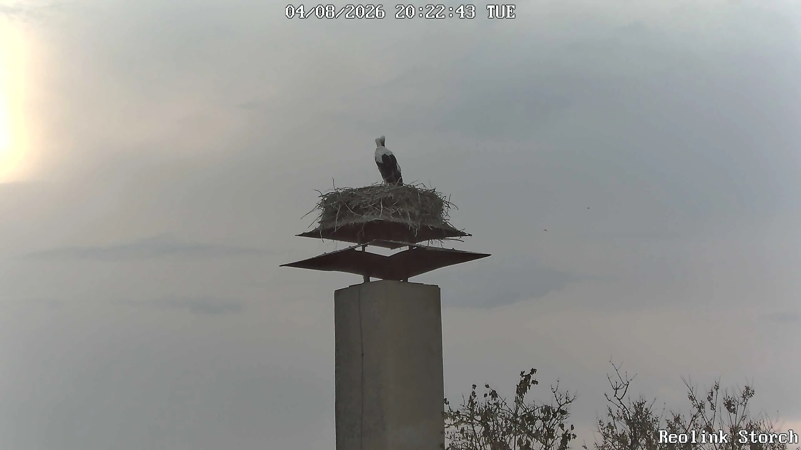 Storchencam Bild