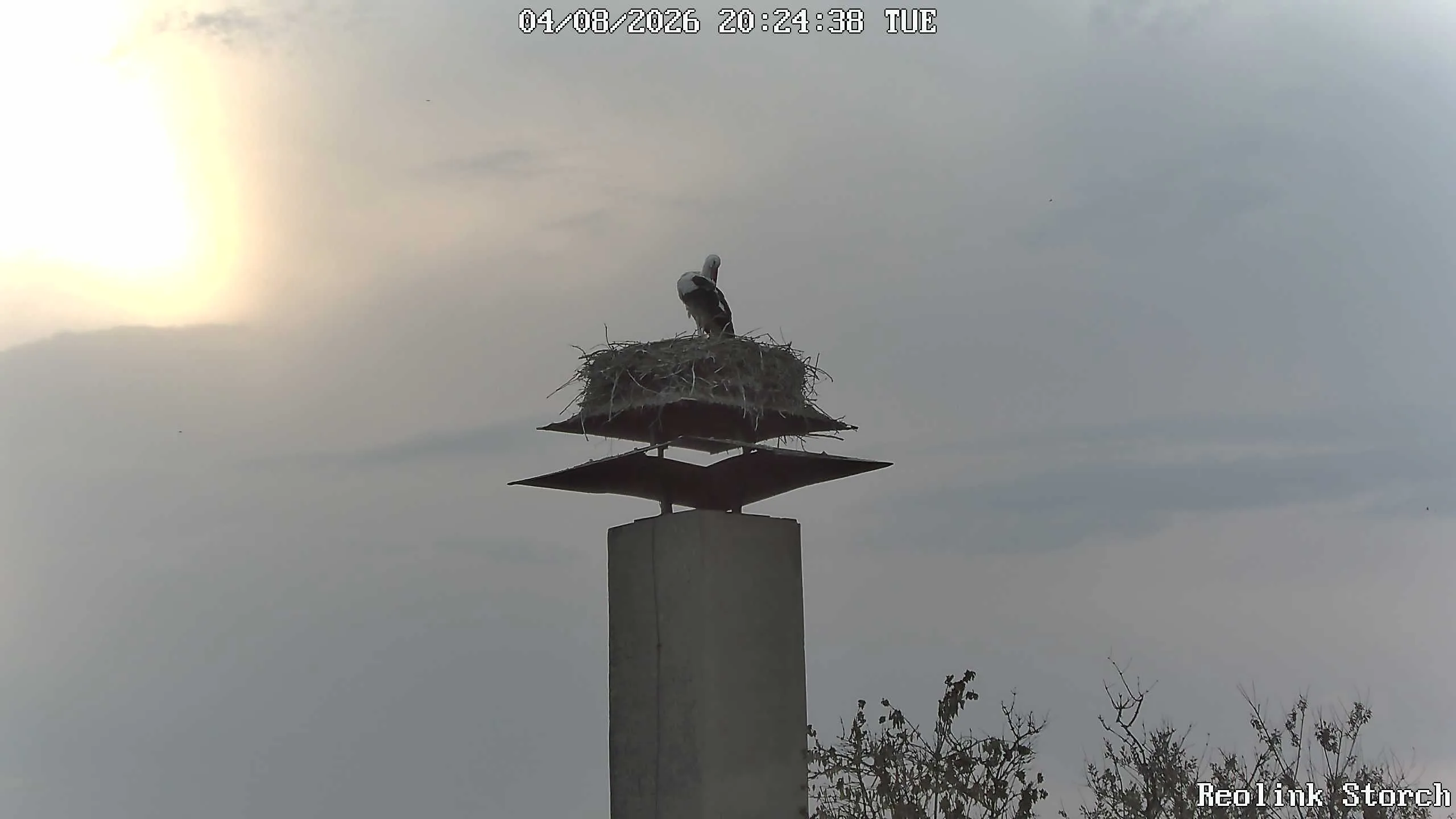 Storchencam Bild