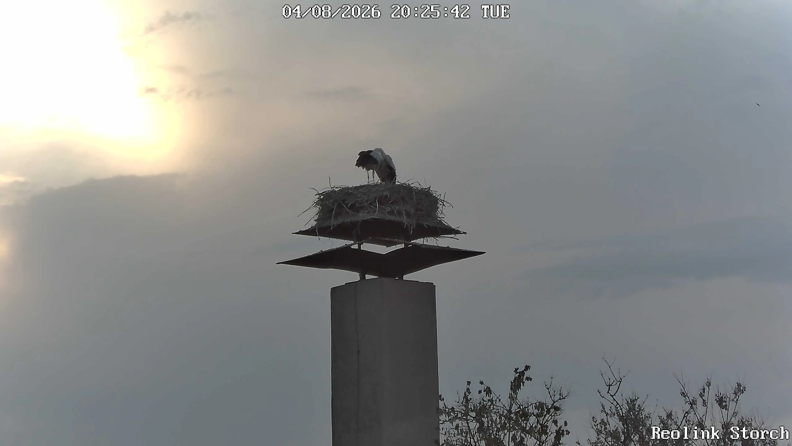 Storchencam Bild