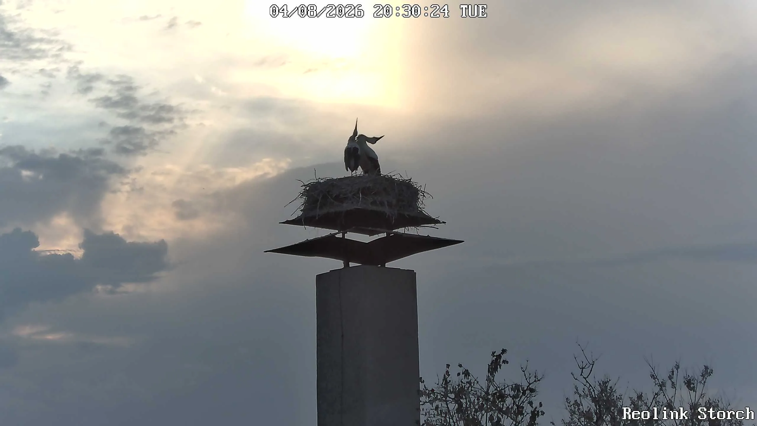 Storchencam Bild