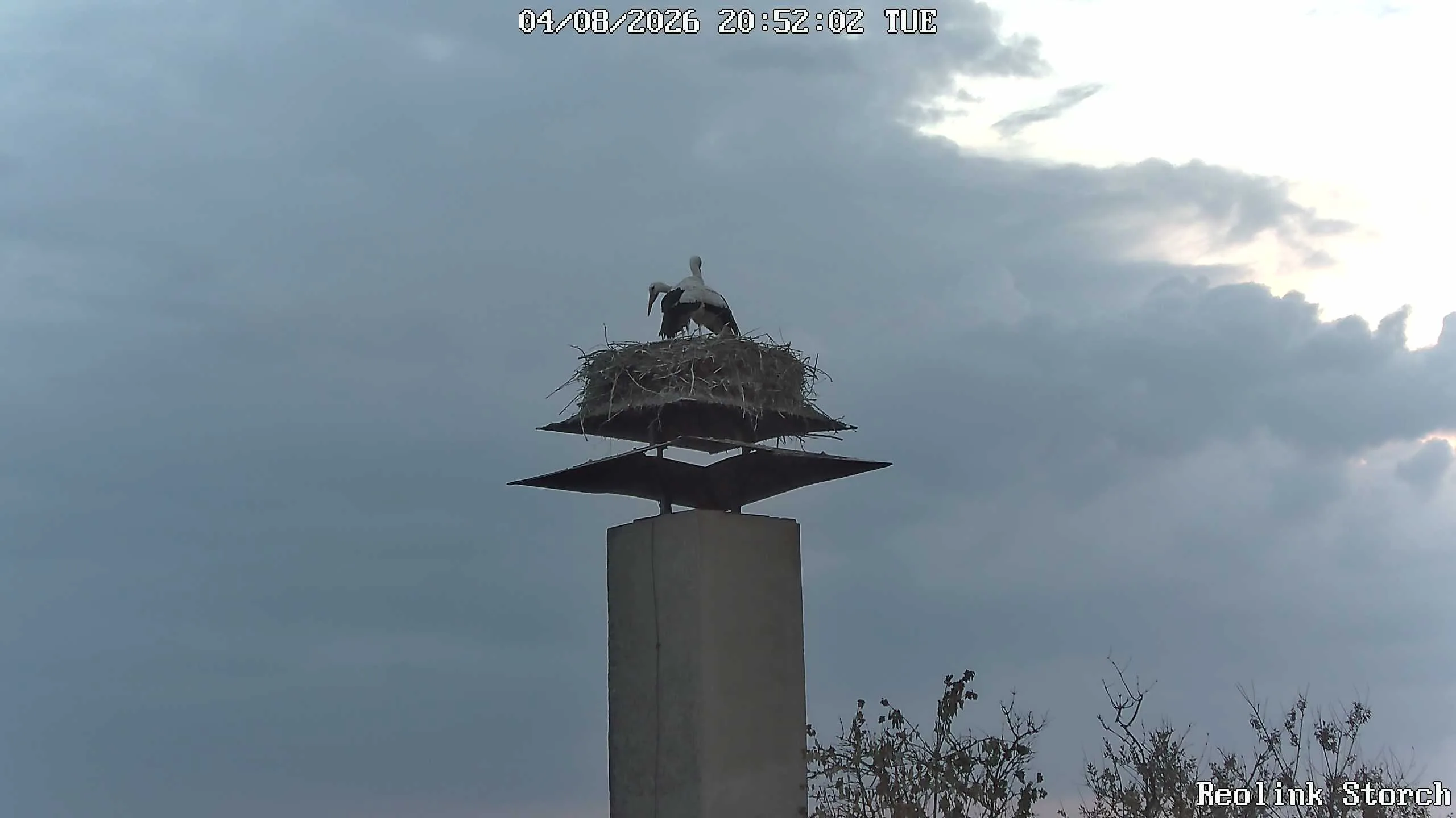 Storchencam Bild